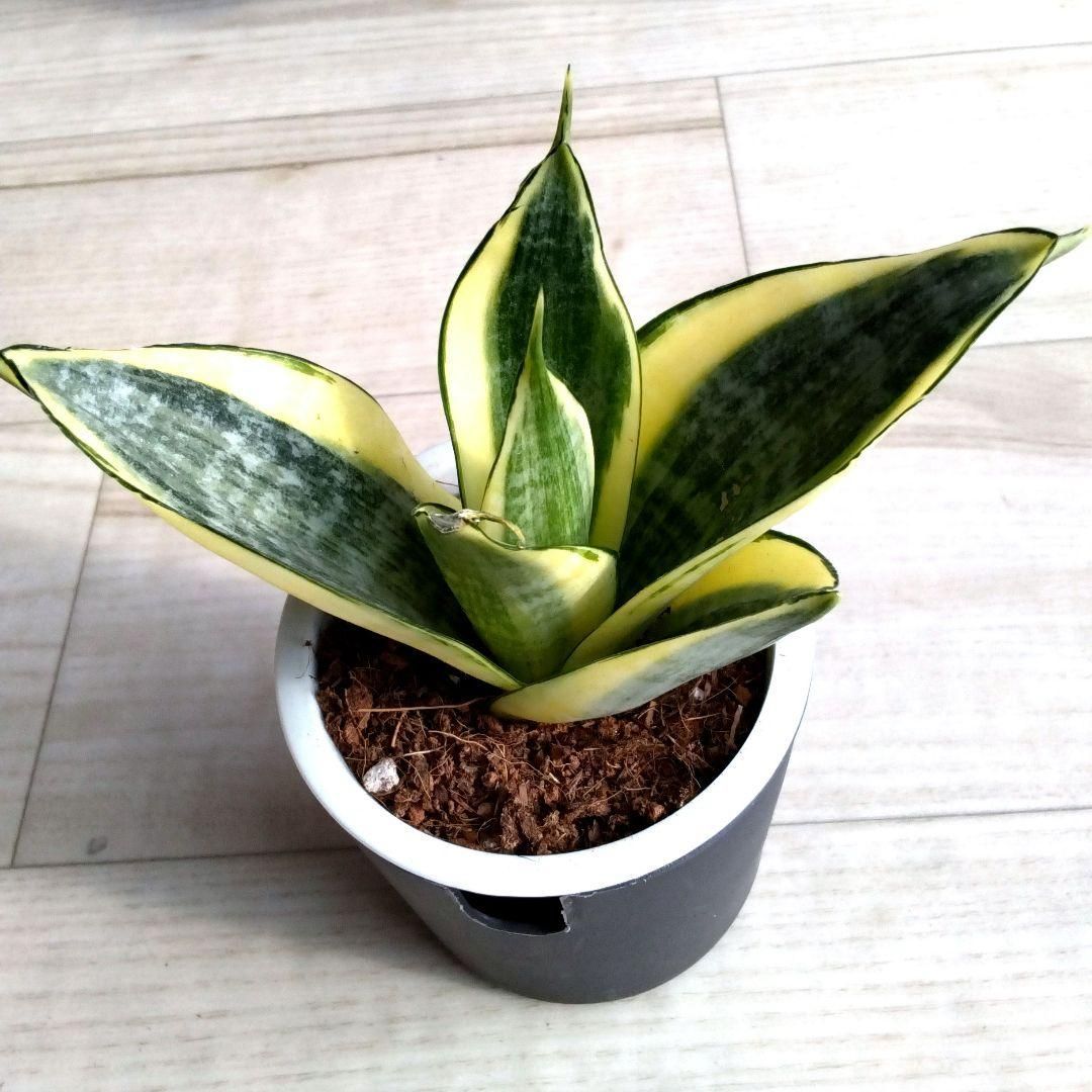 サンセベリア☆サンスベリア☆二重構造のグレーの鉢☆鉢を含め高さ