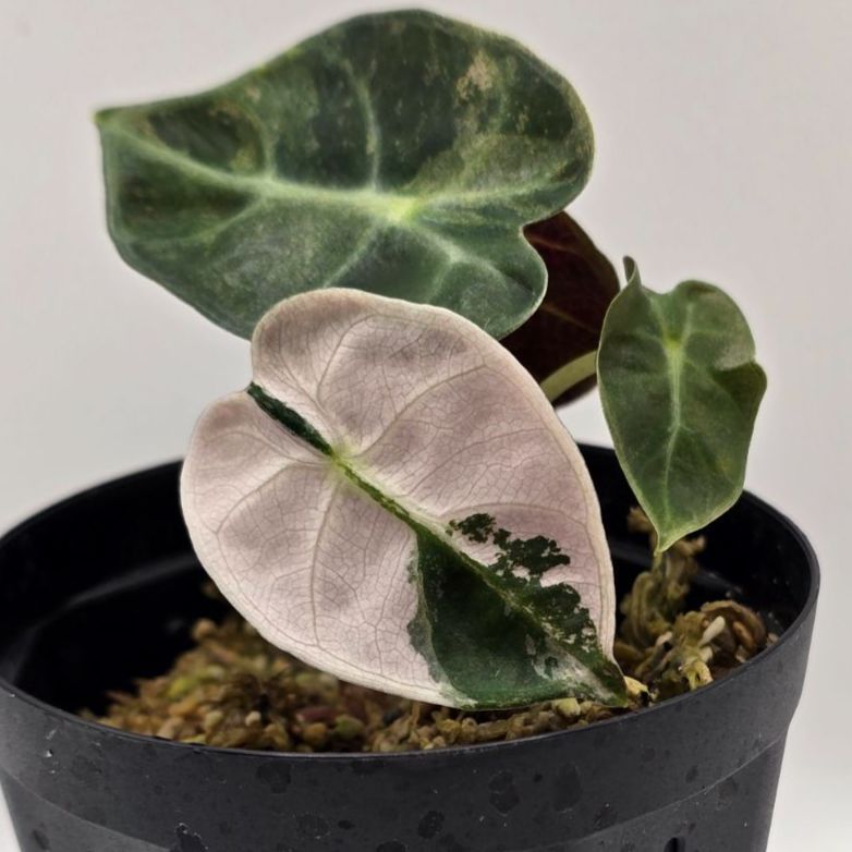 Alocasia Heart Balloon Pink 激レア！！（アロカシア・ハートバルーン