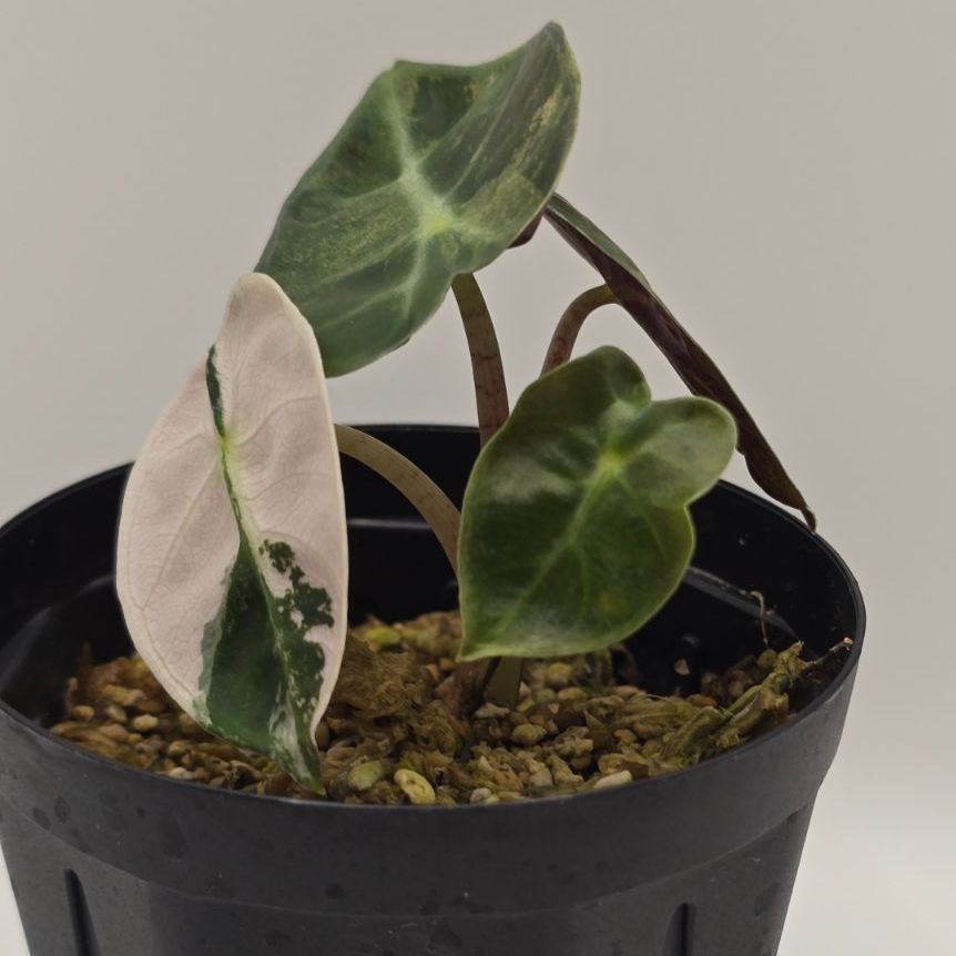 Alocasia Heart Balloon Pink 激レア！！（アロカシア・ハートバルーン