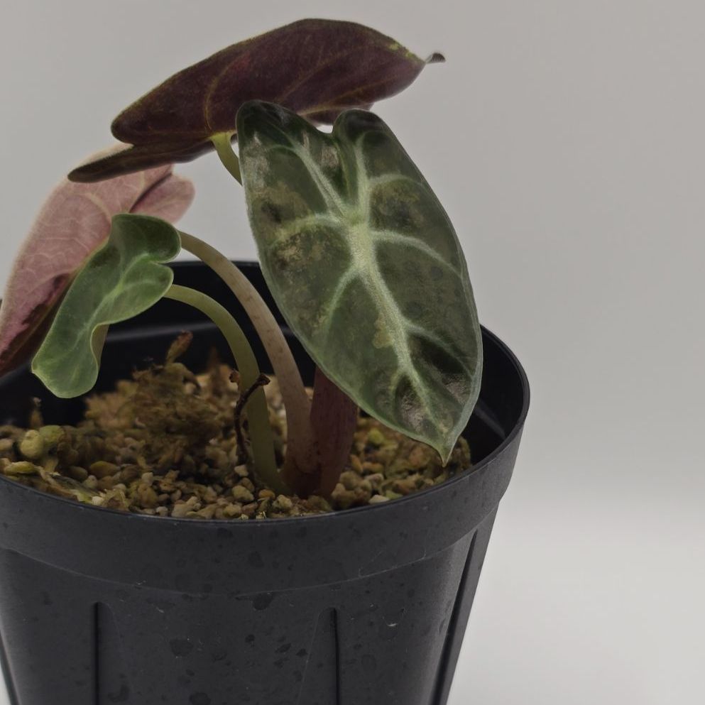 Alocasia Heart Balloon Pink 激レア！！（アロカシア・ハートバルーン