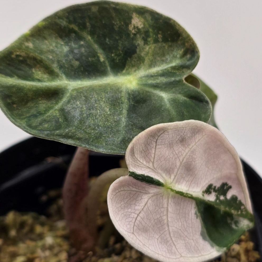 Alocasia Heart Balloon Pink 激 アロカシア ハートバルーン ピンク 組織培養順化済み