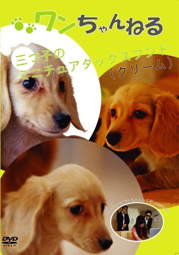 ワンちゃんねる 3ツ子のミニチュアダックスフンド(クリーム) [DVD](中古品) ワンちゃんねる 3ツ子のミニチュアダックスフンド(クリーム) [DVD