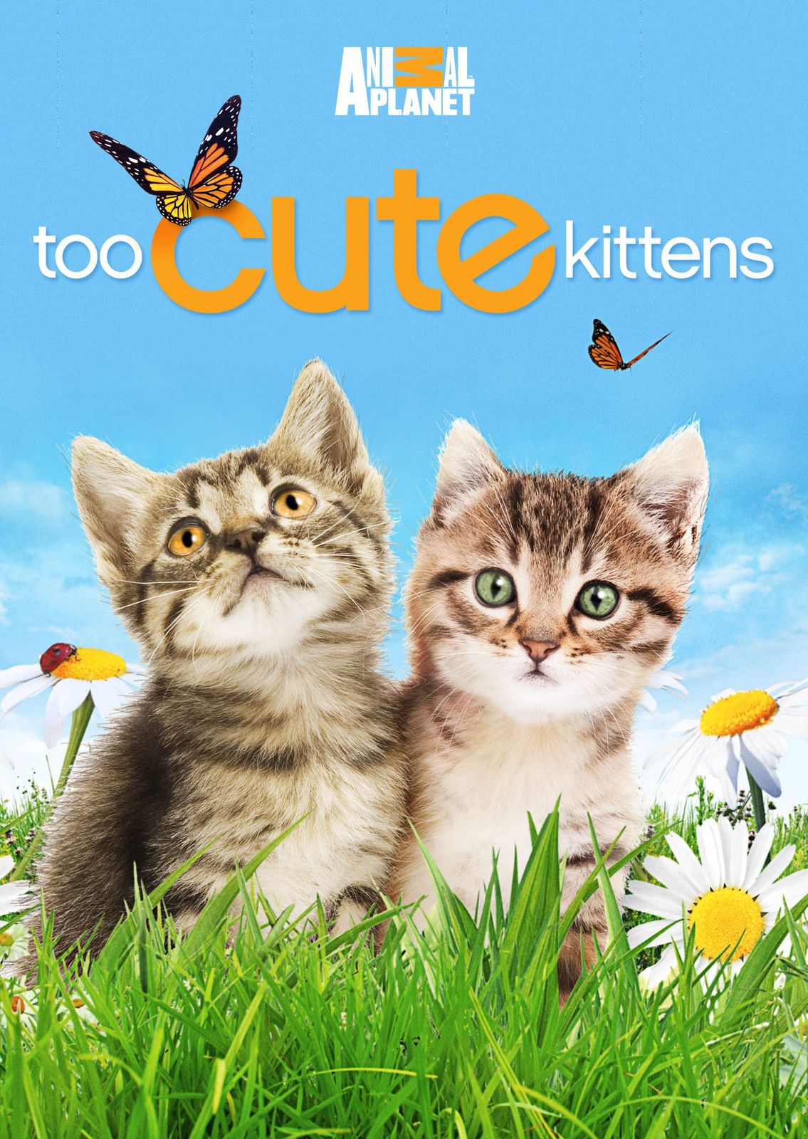 Too Cute Kittens DVD 品