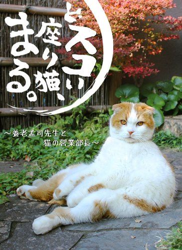 どスコい座り猫 まる ～養老孟司先生と猫の営業部長 DVD 品