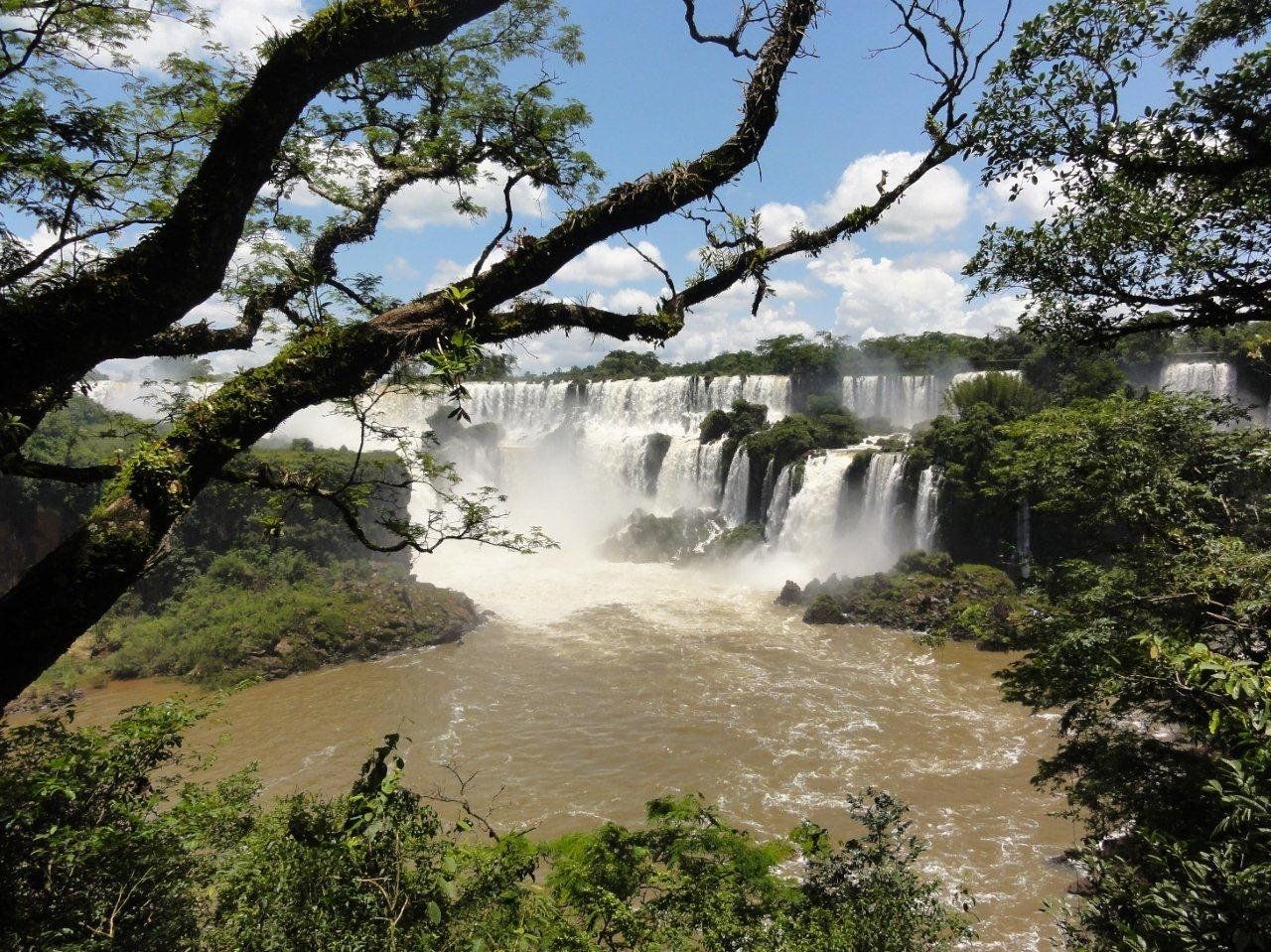 ワイルドライフ 南米 イグアス 世界最大の滝に野生が集う Blu-ray 品