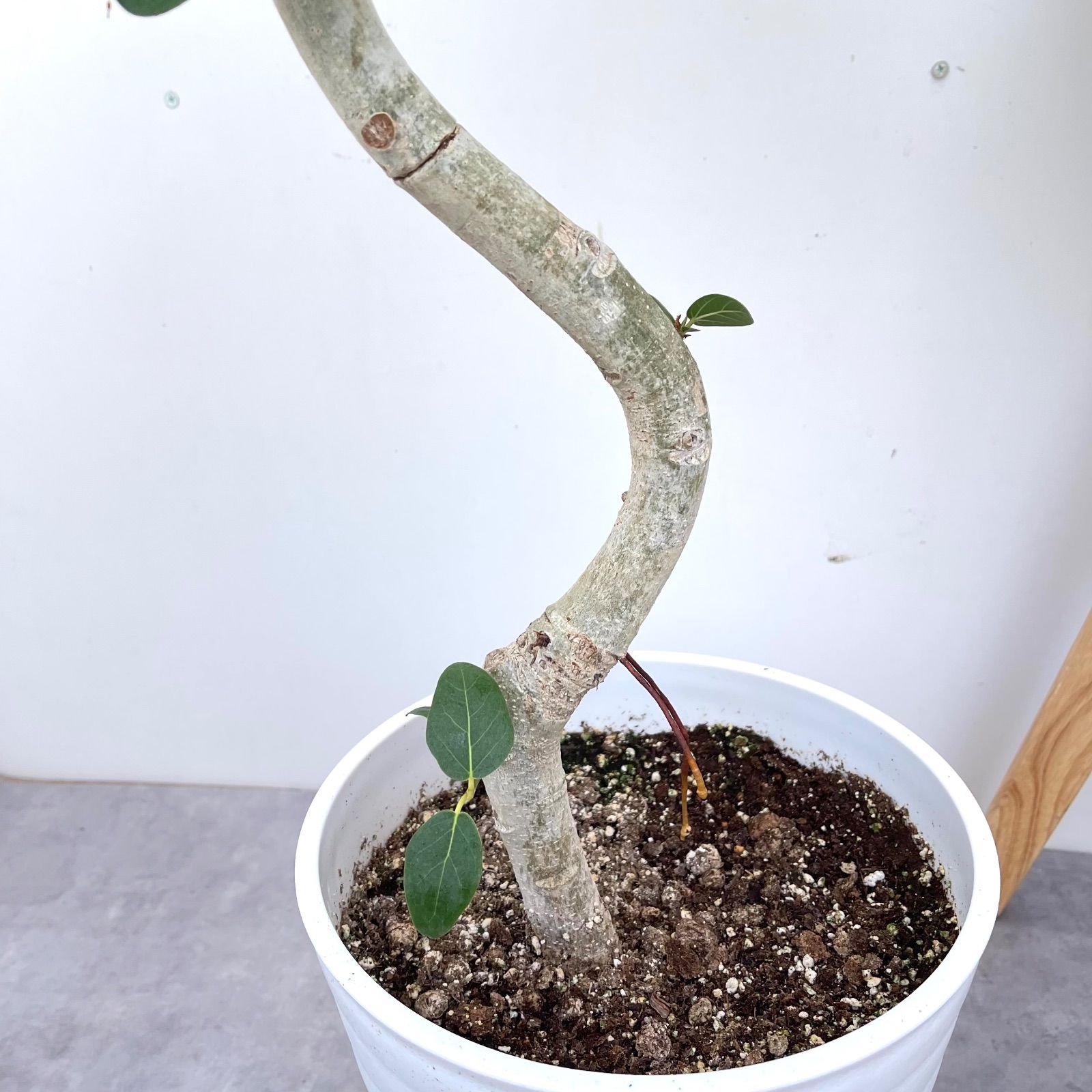 フィカス ベンガレンシス 曲がり 8【現品】観葉植物 大型 室内 - メルカリ