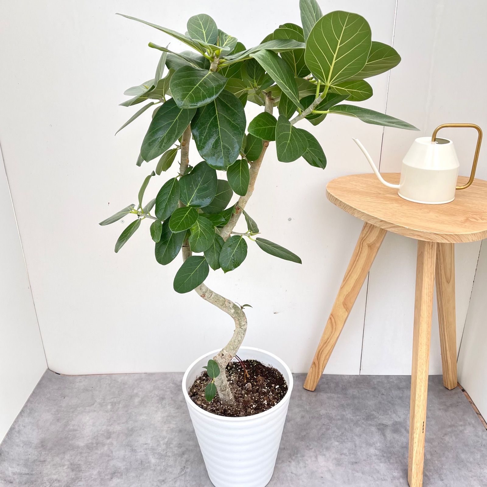 フィカス ベンガレンシス 曲がり 8 現品 観葉植物 大型 室内