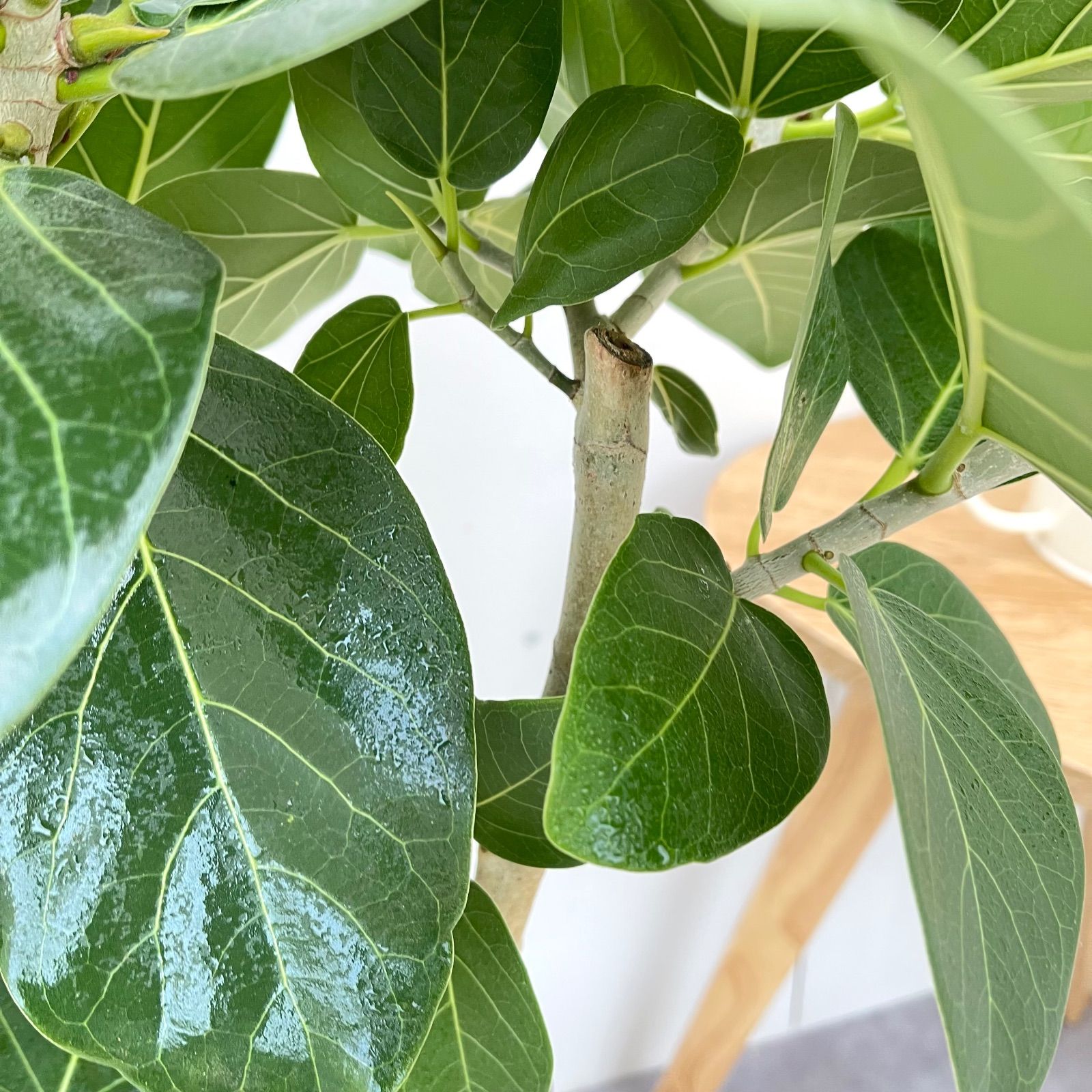 フィカス ベンガレンシス 曲がり 8【現品】観葉植物 大型 室内 - メルカリ