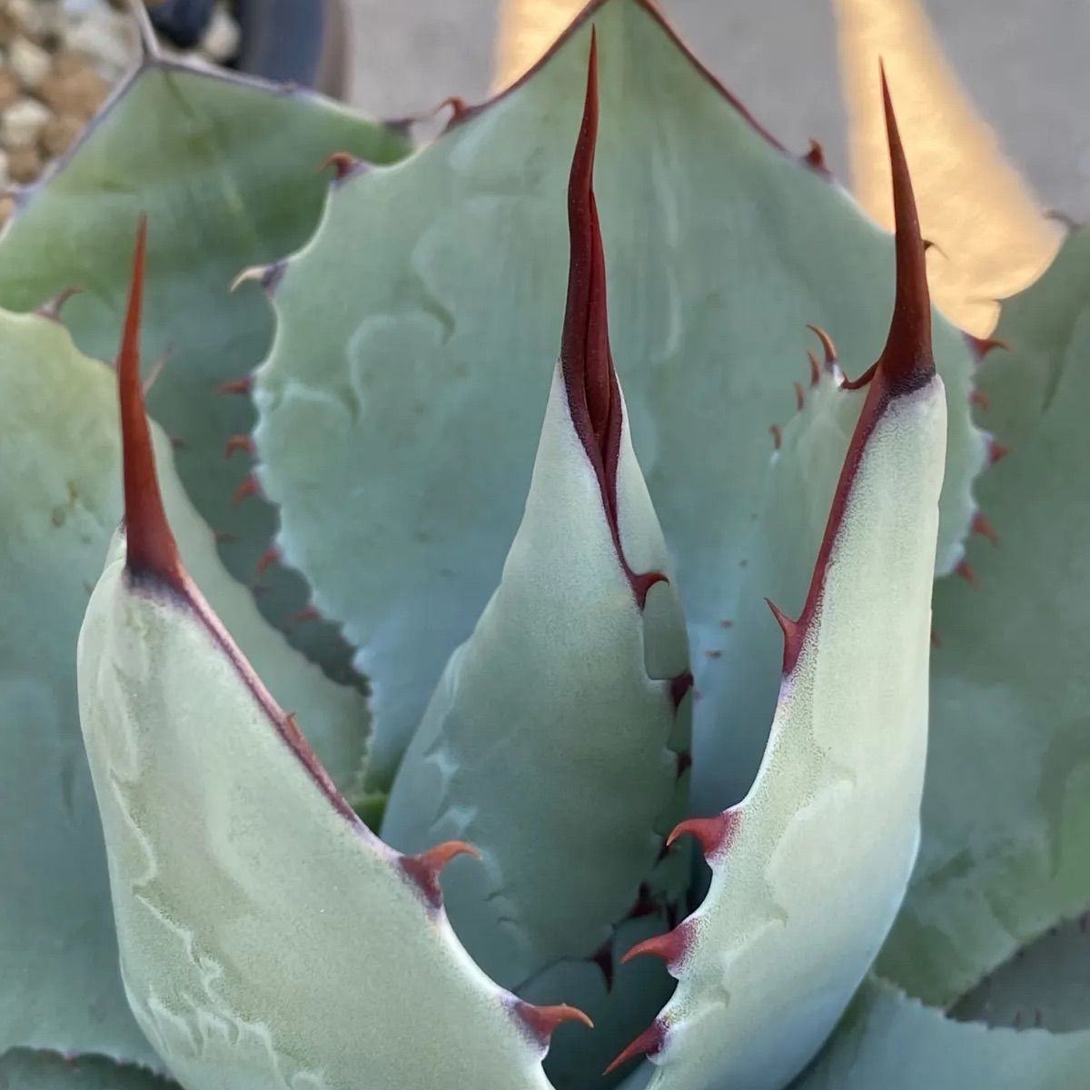 アガベ ハイブリッド トランカータ❎️オバティフォリア アガベ オバティカータ オバティフォリア×トランカータ ハイブリッド 5