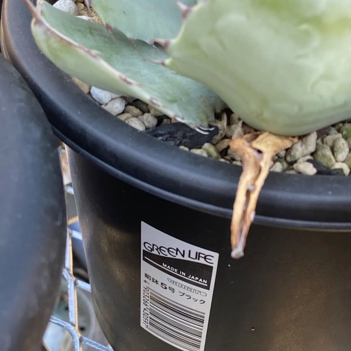 アガベ オバティカータ オバティフォリア×トランカータ ハイブリッド 5