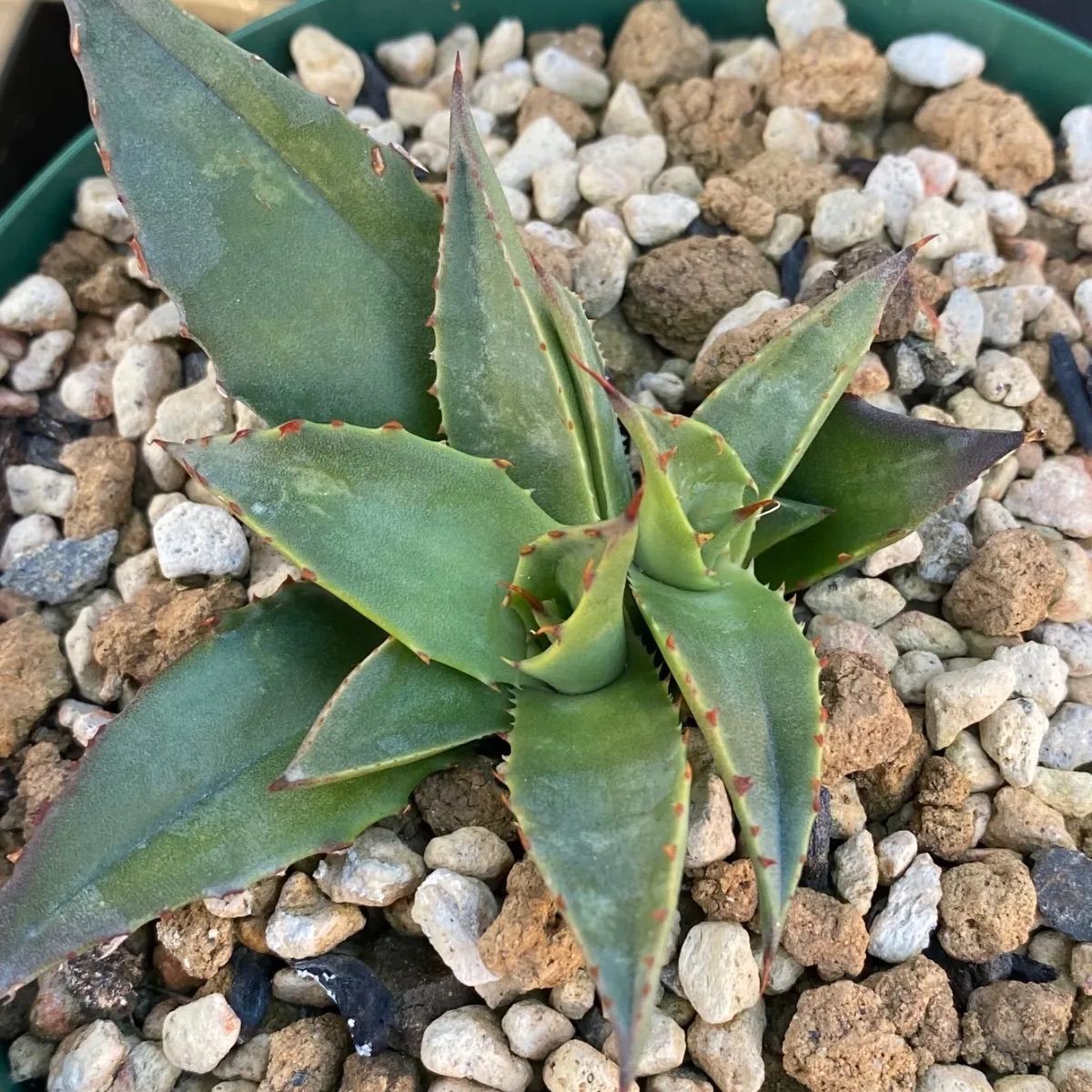 アガベ ブルーグロー×コロラータ ハイブリッド hyb 4号 - メルカリ