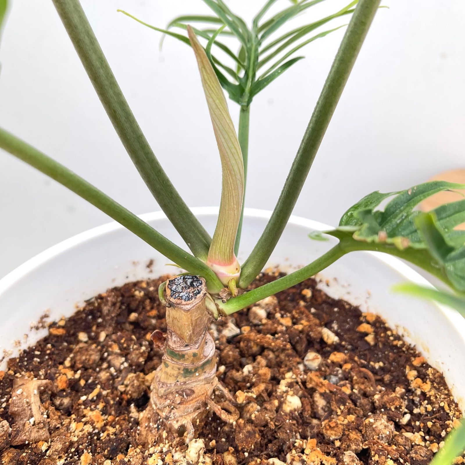 フィロデンドロン トータム 10【現品】☆希少☆ 観葉植物 室内 7号