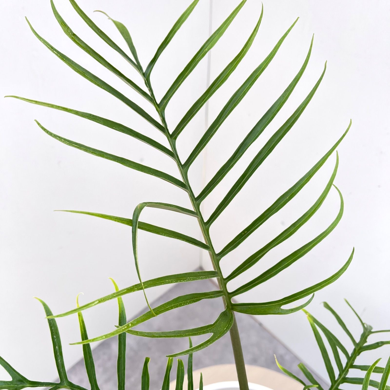 【レアです‼️】フィロデンドロン　トータム　斑入り　アルボ　希少　人気　メルカリ便 レアです‼️】フィロデンドロン トータム 斑入り アルボ 希少 人気