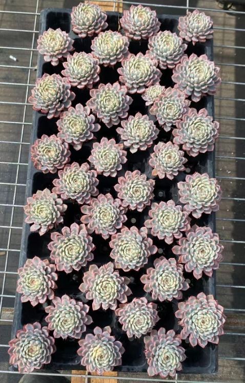 ま*こ様 姫蓮錦C240-C5003-8×35株 抜き苗 多肉植物 エケベリア ま*こ様 姫蓮錦C240-C5003-8×35株 抜き苗 多肉