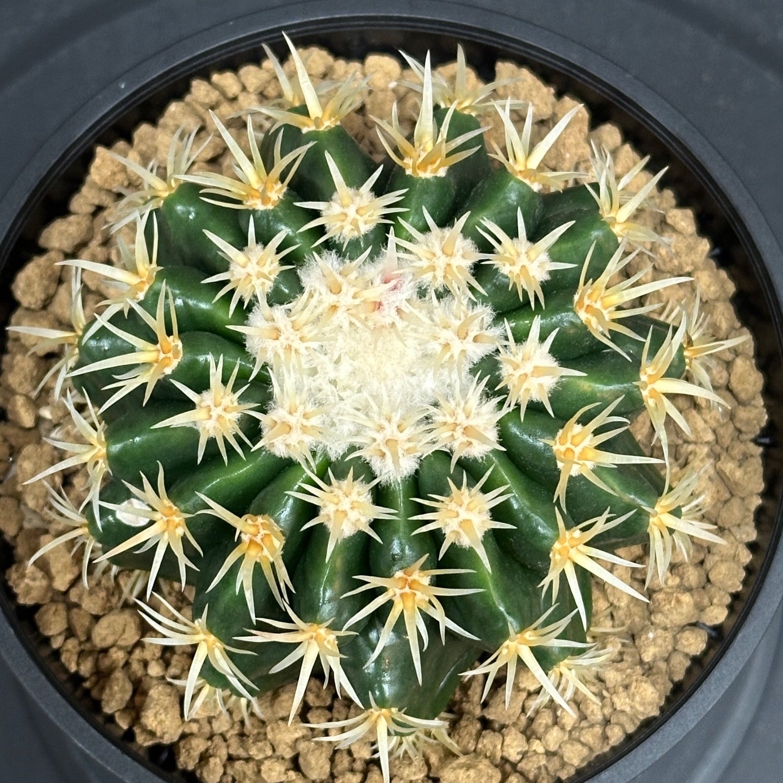 巻刺金鯱 クレンレイニア エキノカクタス 短刺 狂刺 強刺 レア