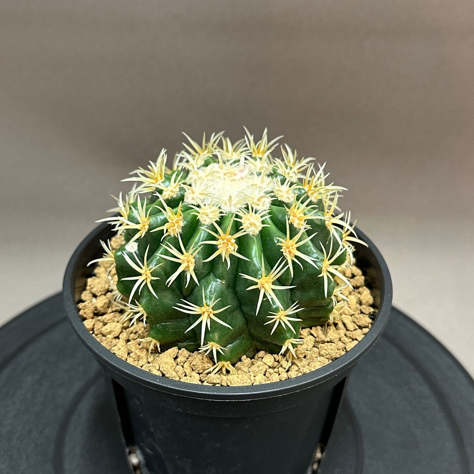 最終値下げ短刺金鯱 Echinocactus grusonii エキノカクタス 短刺金鯱 no.801-1 - メルカリ