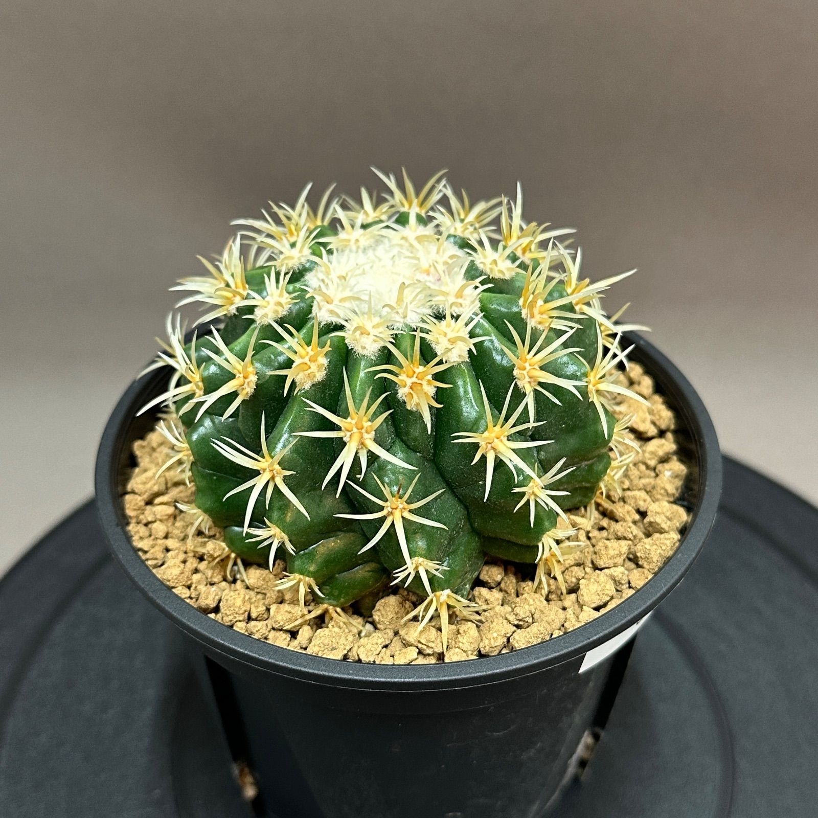 Echinocactus grusonii エキノカクタス 短刺金鯱 no.801-1 - メルカリ