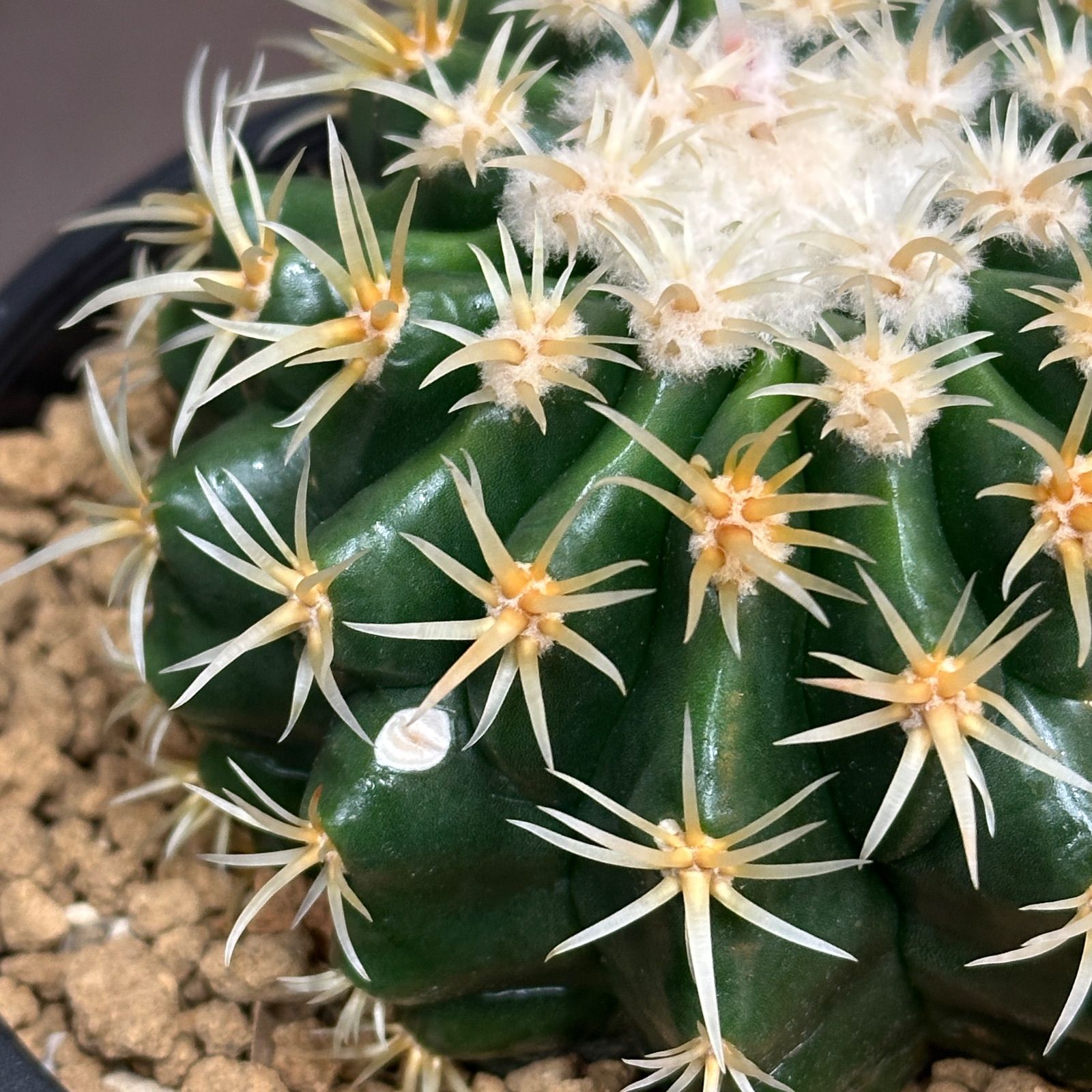 Echinocactus grusonii エキノカクタス 短刺金鯱 no.801-1 - メルカリ