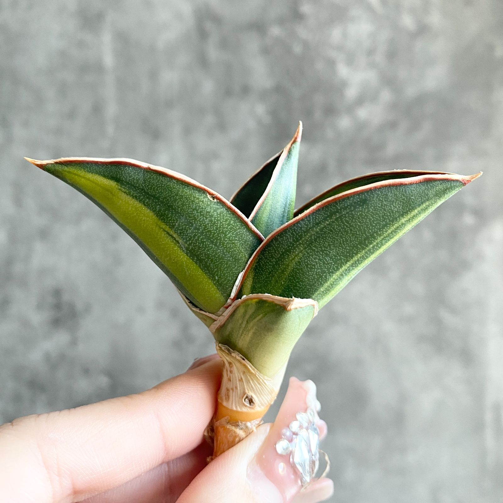 S11882【極上S級 縞斑入り！！】サンスベリア 高級極上斑入り！ 縞