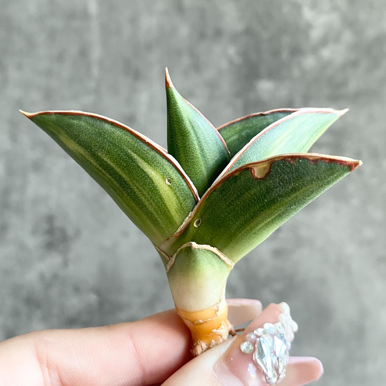 S11882【極上S級 縞斑入り！！】サンスベリア 高級極上斑入り！ 縞