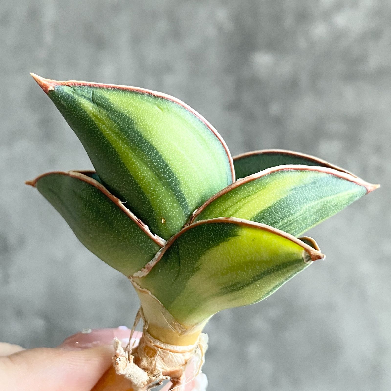 ☆S-14 超稀少 サンスベリア スノーホワイト 斑入り メルカリ発送 園芸ネット本店｜サンセベリア：ホワイトスノー 4号鉢植え の通販【公式】