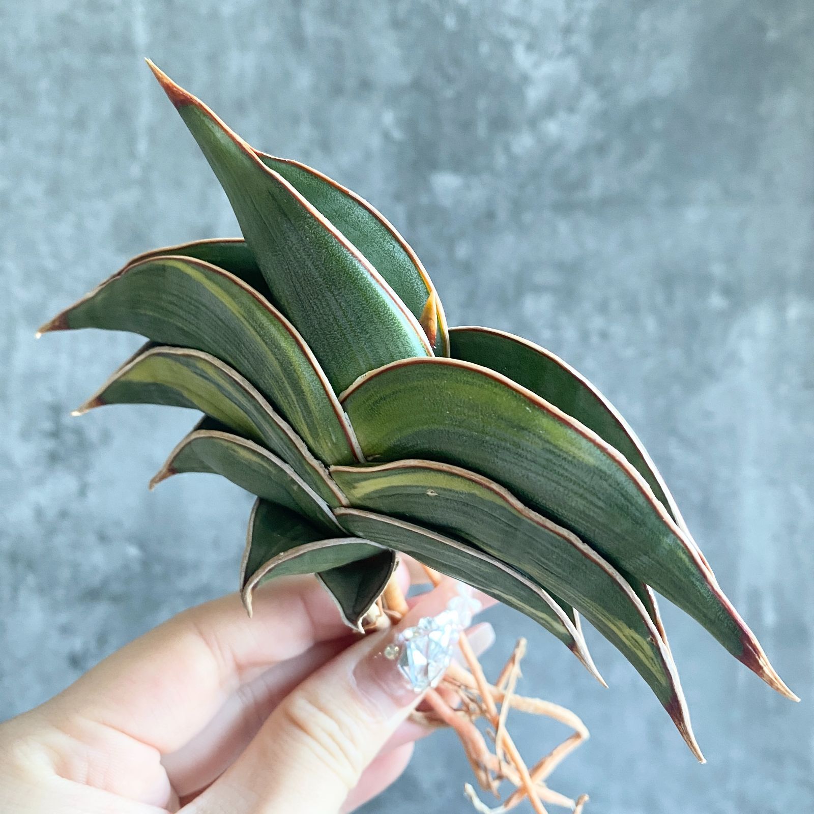 S11751【極上SS級 縞斑入り株！！】サンスベリア ロリダ 縞斑入り