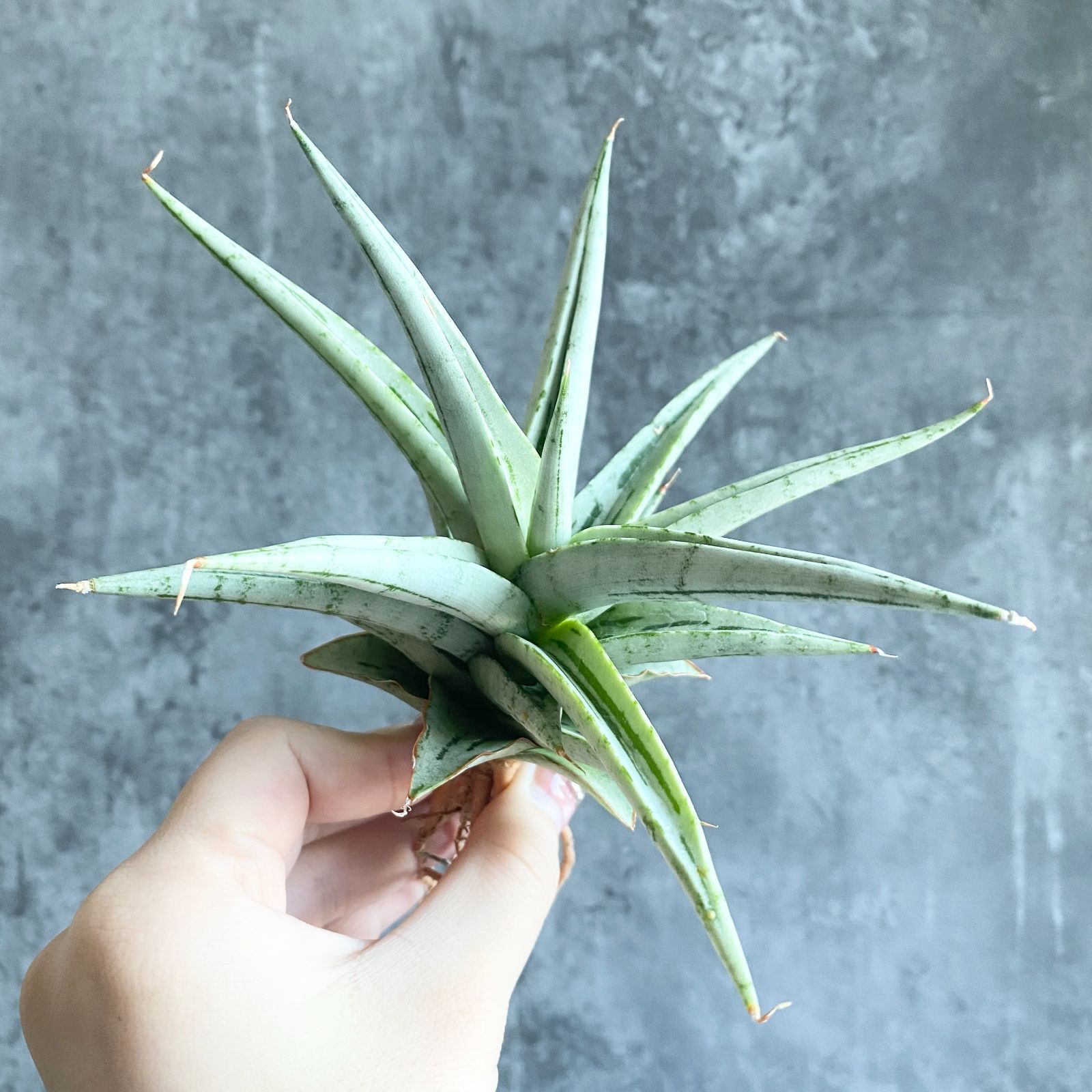 S11755【極上S級超希少ハイブリッド株 縞斑入り株！！】サンスベリア