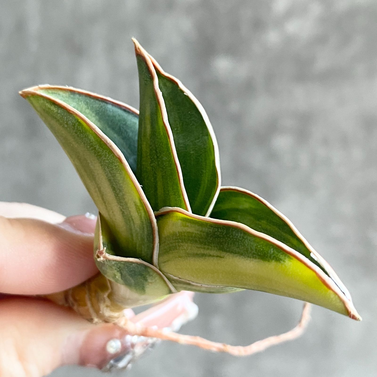 縞斑入り株！！サンスベリア ロリダ サンスベリア 斑入り 観葉植物