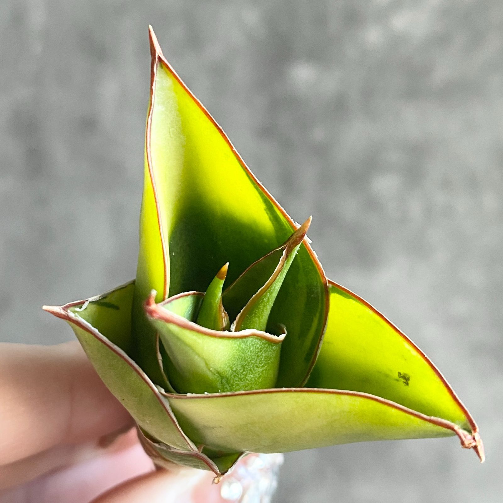 S11878超希少！極上SS級特選美株！サンスベリア ハイブリッド タワー