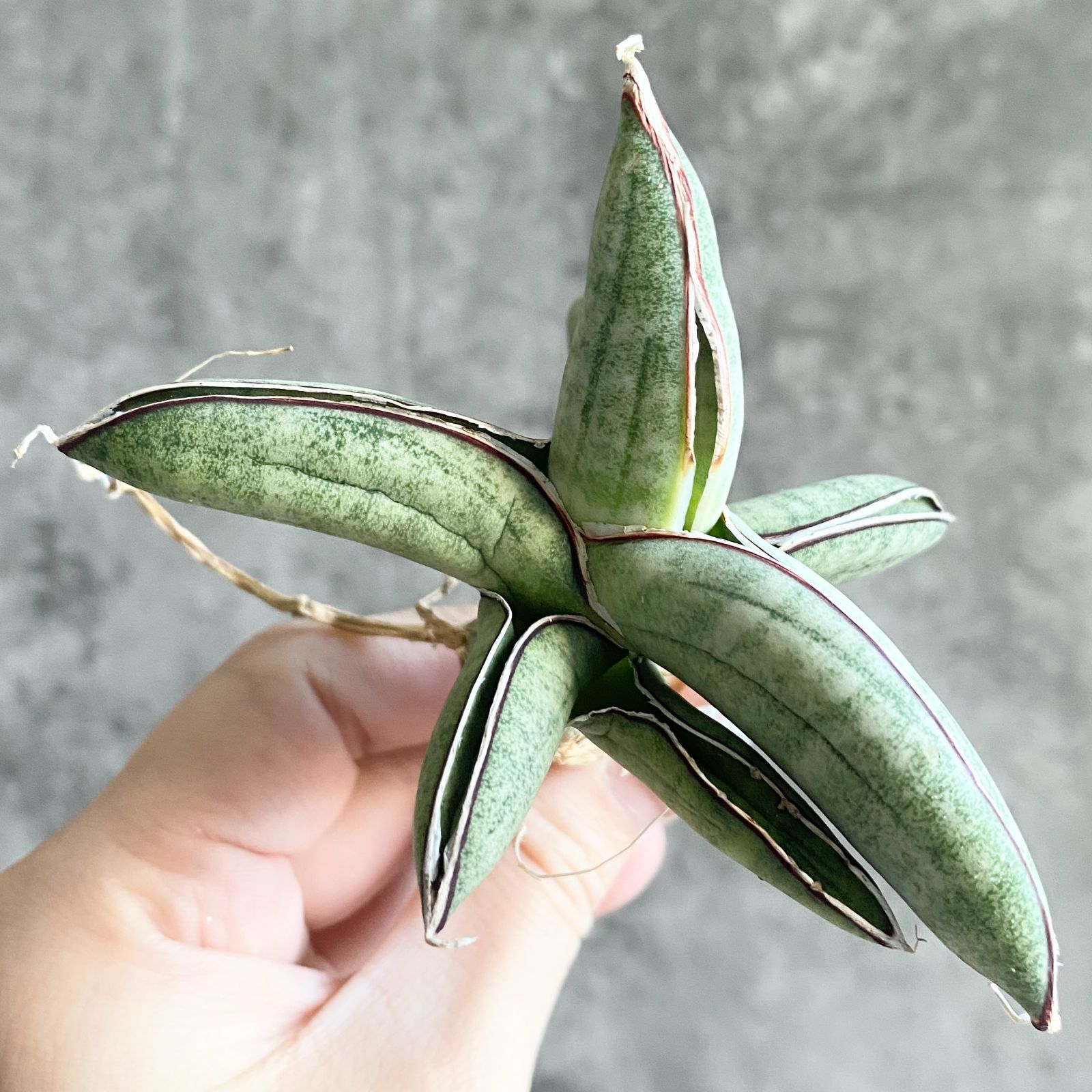 サンスベリア エイレンシス Sansevieria Eilensis a サンセベリア エイレンシス「Sansevieria eilensis Lav.10178」 5