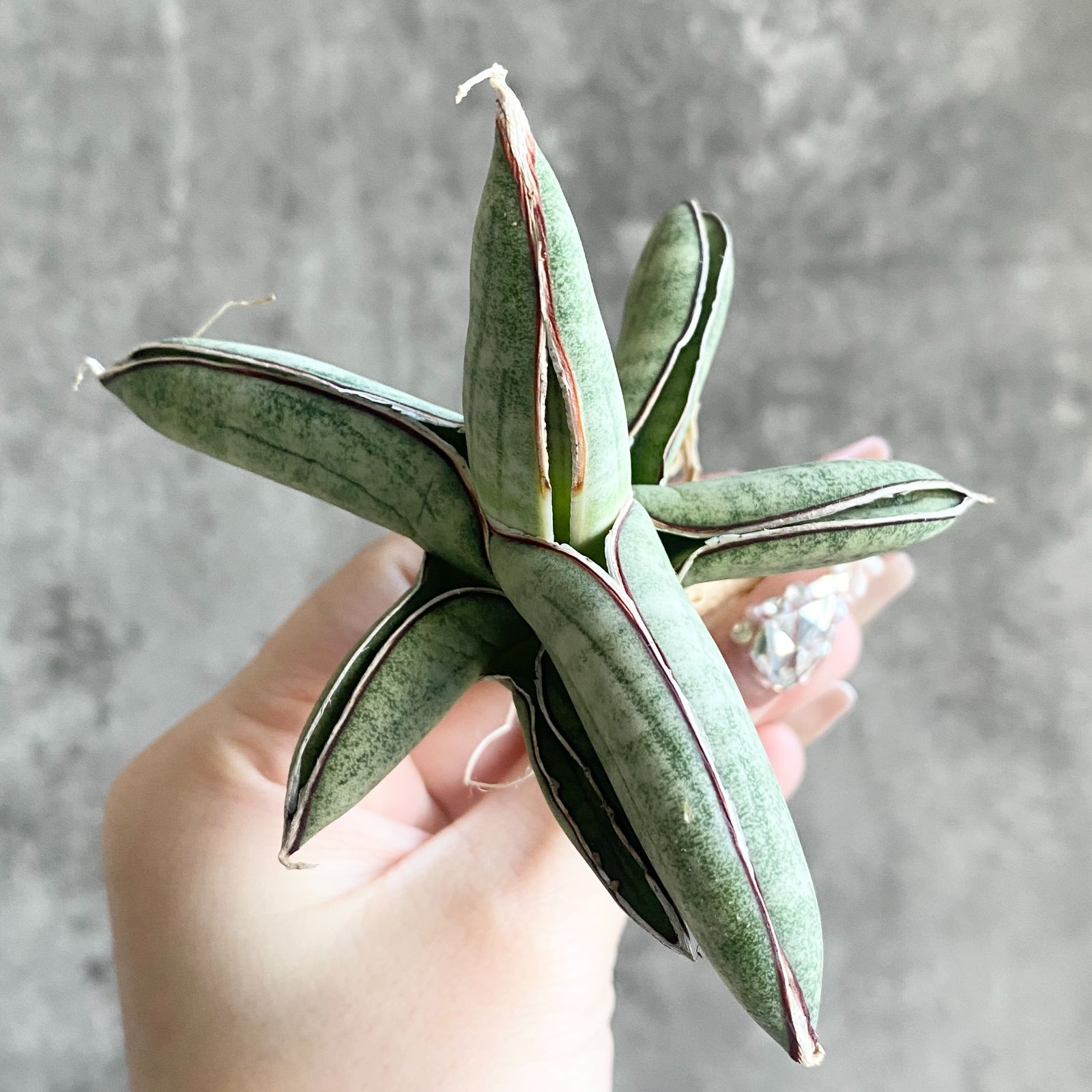 S11870【SS級！！超希少株！！】サンスベリア エイレンシス