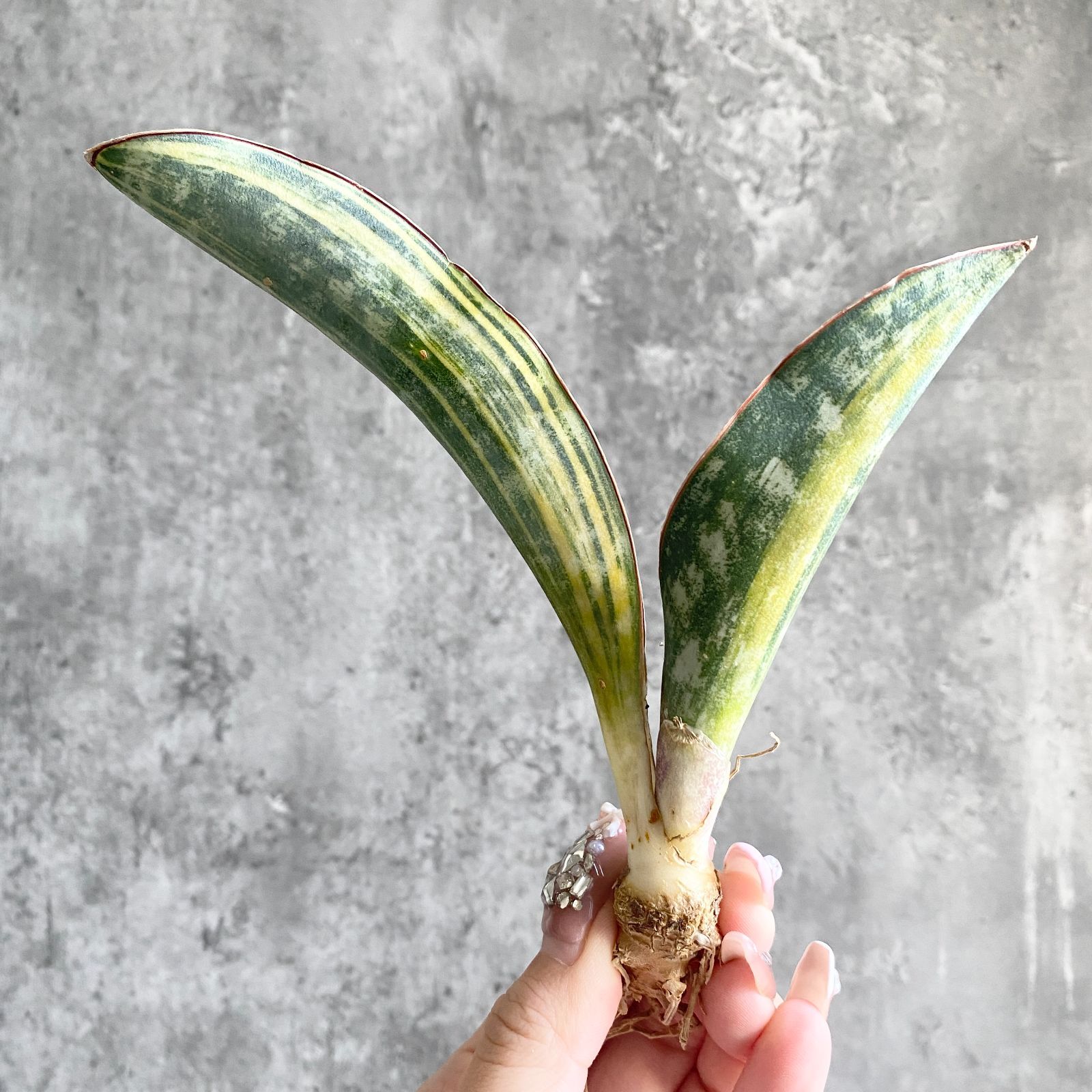 S11865【超希少品種！！極上S級 斑入り株！！】サンスベリア マクロ