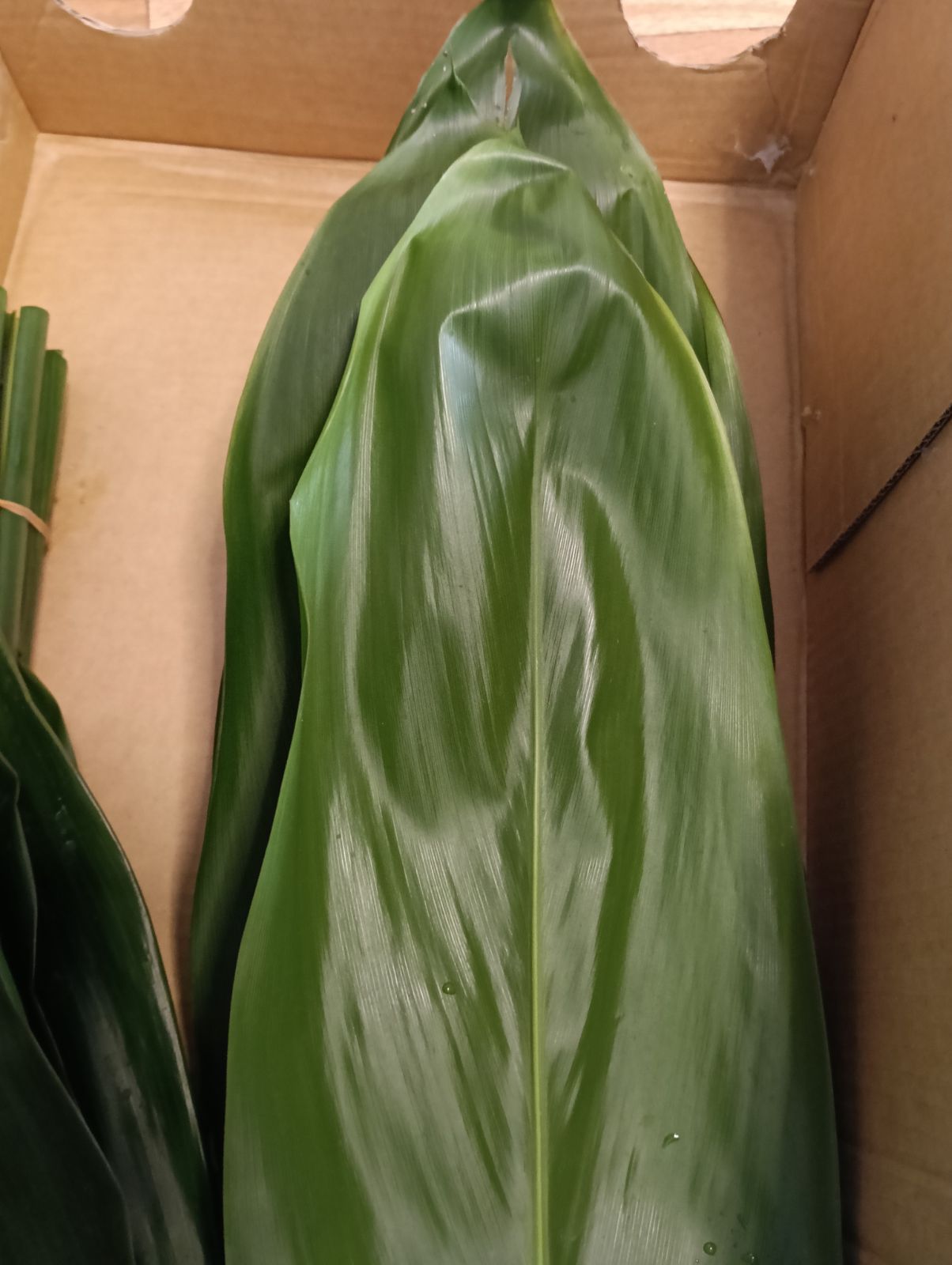 本物 ティーリーフ 100枚★フラダンス用スカートやレイもリース腕輪60cm前後 本物 ティーリーフ 100枚☆フラダンス用スカートやレイもリース腕輪