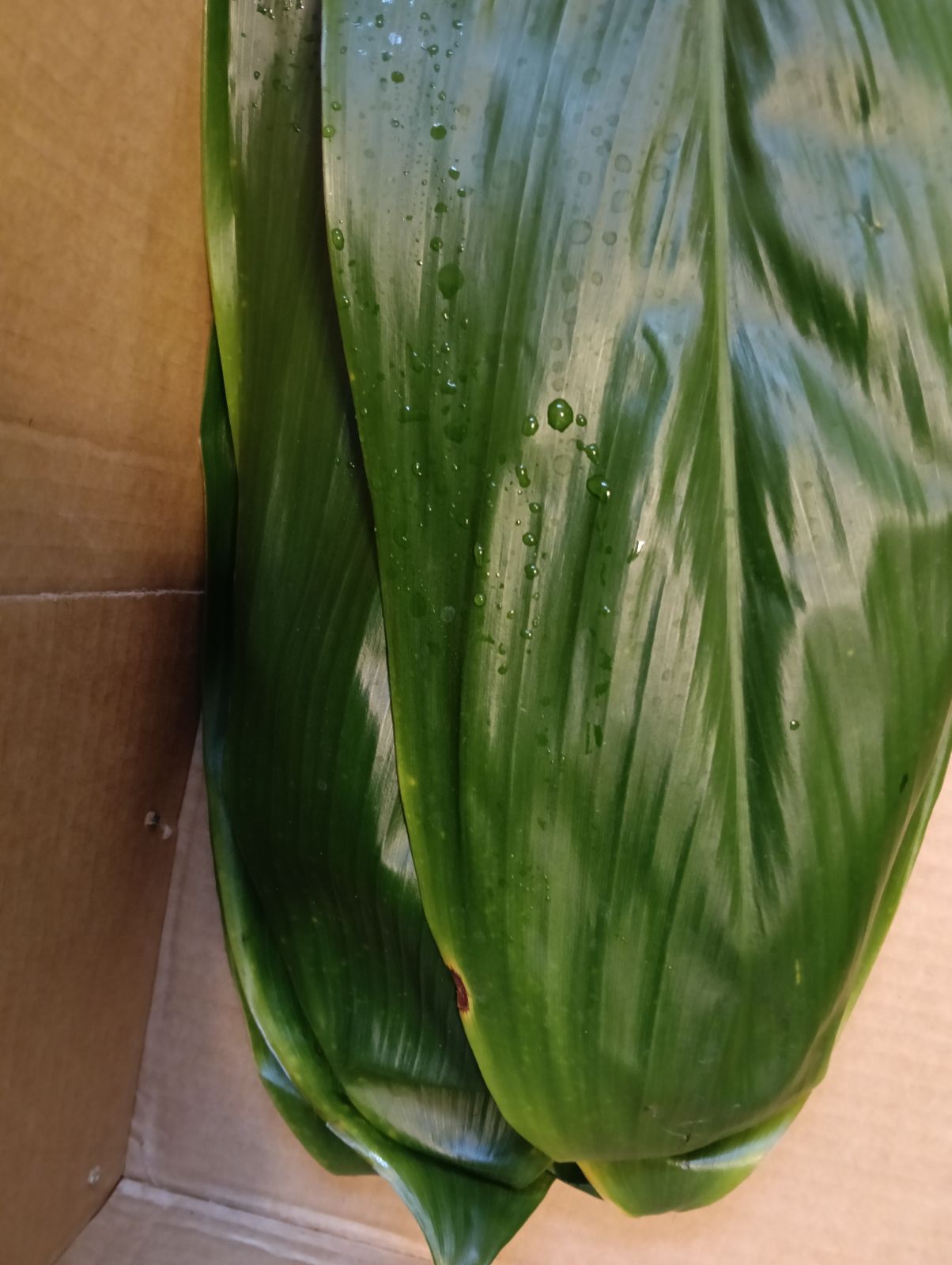 本物 ティーリーフ 100枚☆フラダンス用スカートやレイもリース腕輪