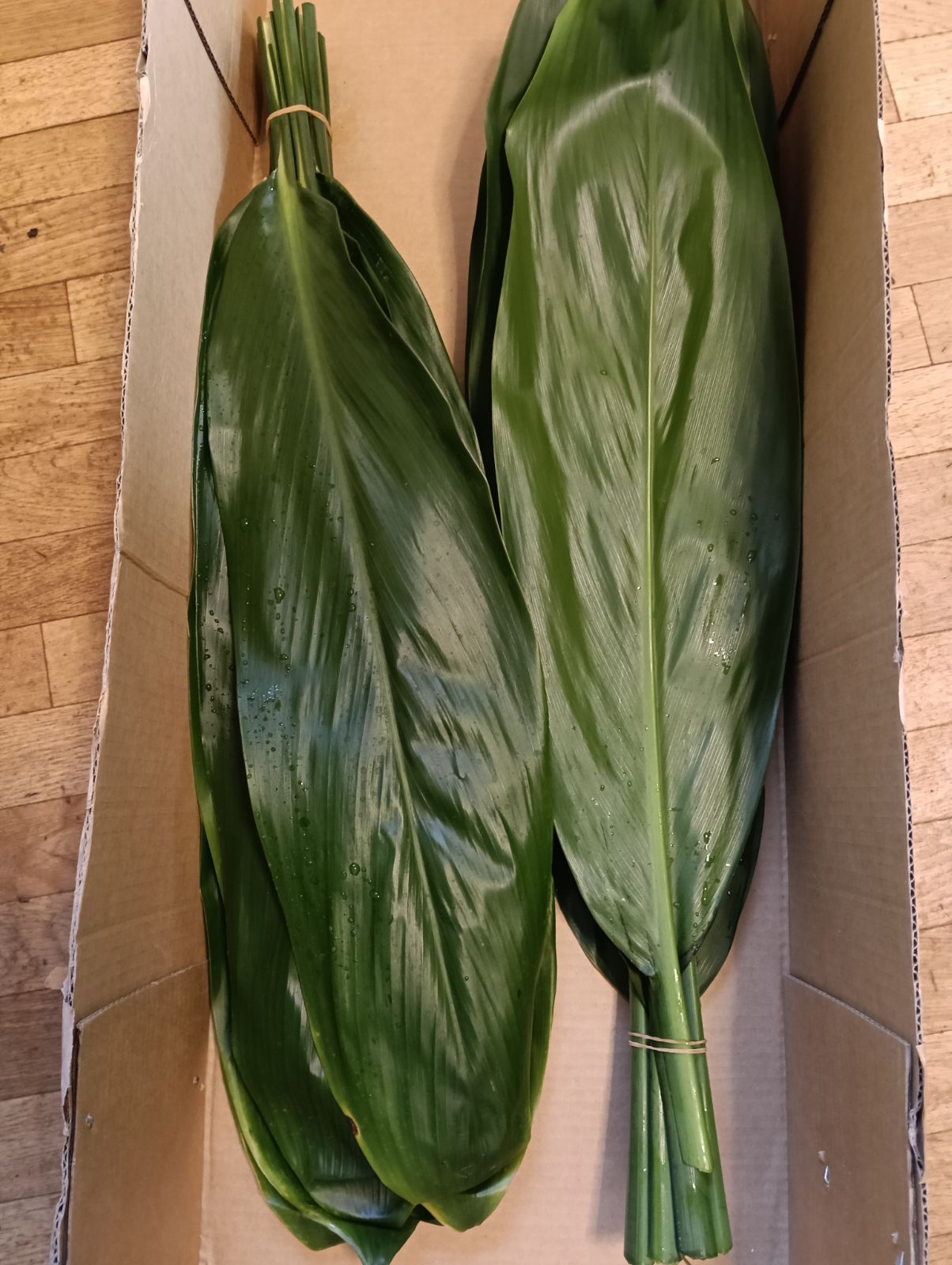 本物 ティーリーフ 100枚☆フラダンス用スカートやレイもリース腕輪