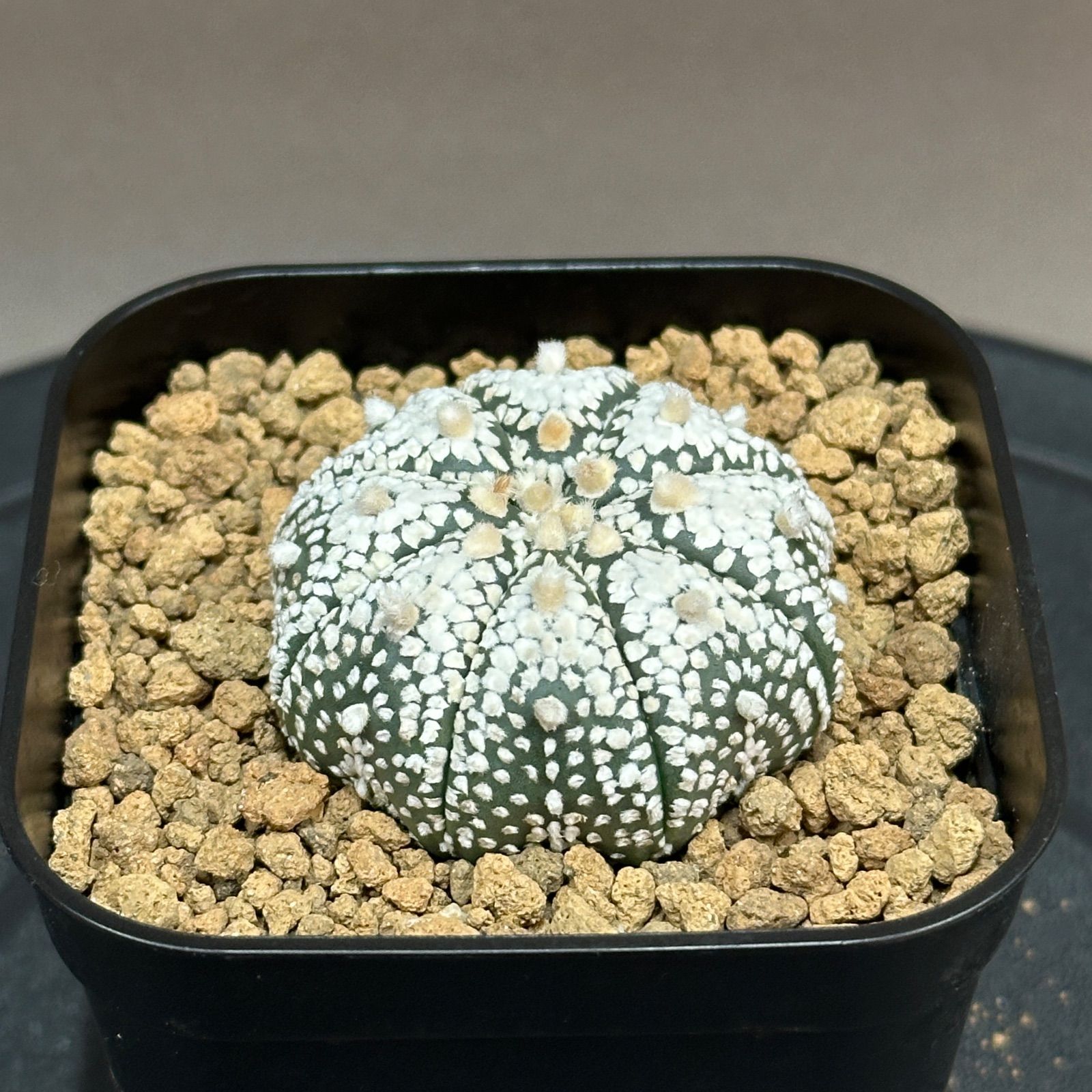 Astrophytum asterias 'Miracle' アストロフィツム ミラクル兜