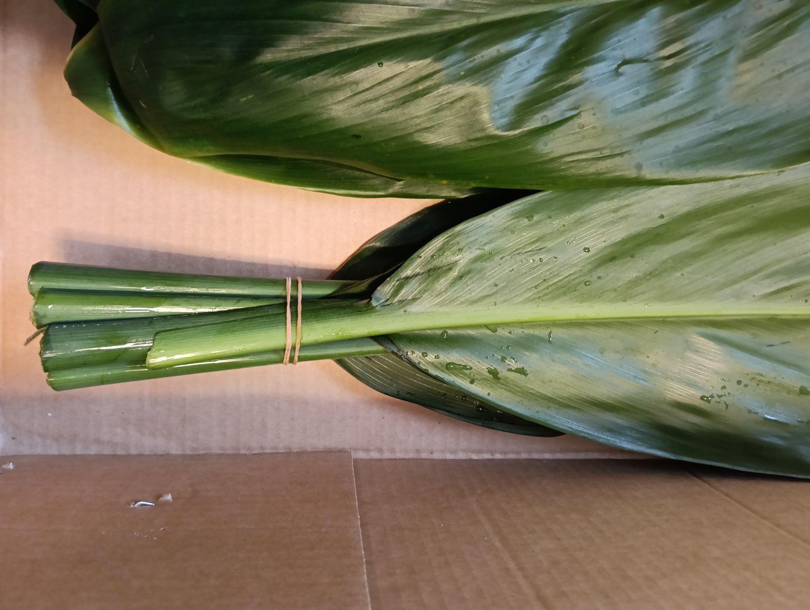 国産 ティーリーフ フラダンス 用スカートやレイ リース 腕輪作りに