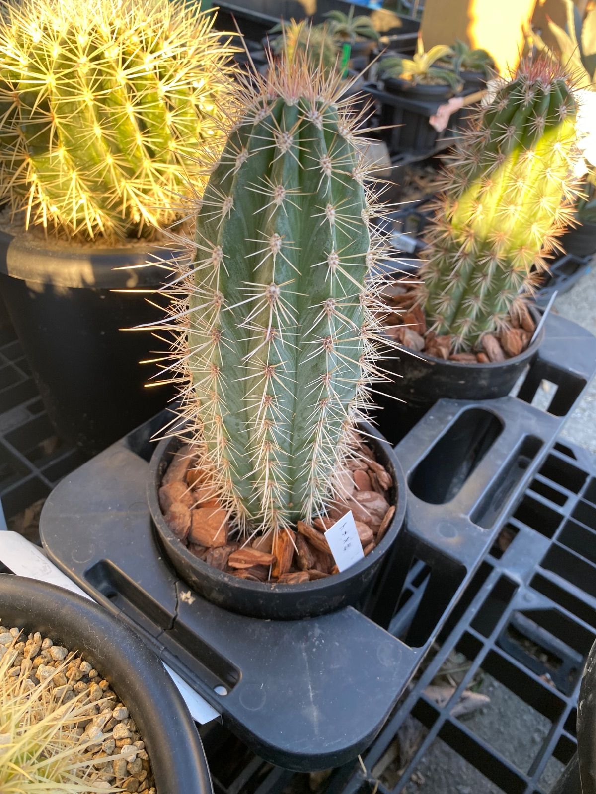 サボテン 武倫柱 ブリンチュウ 4号 - メルカリ