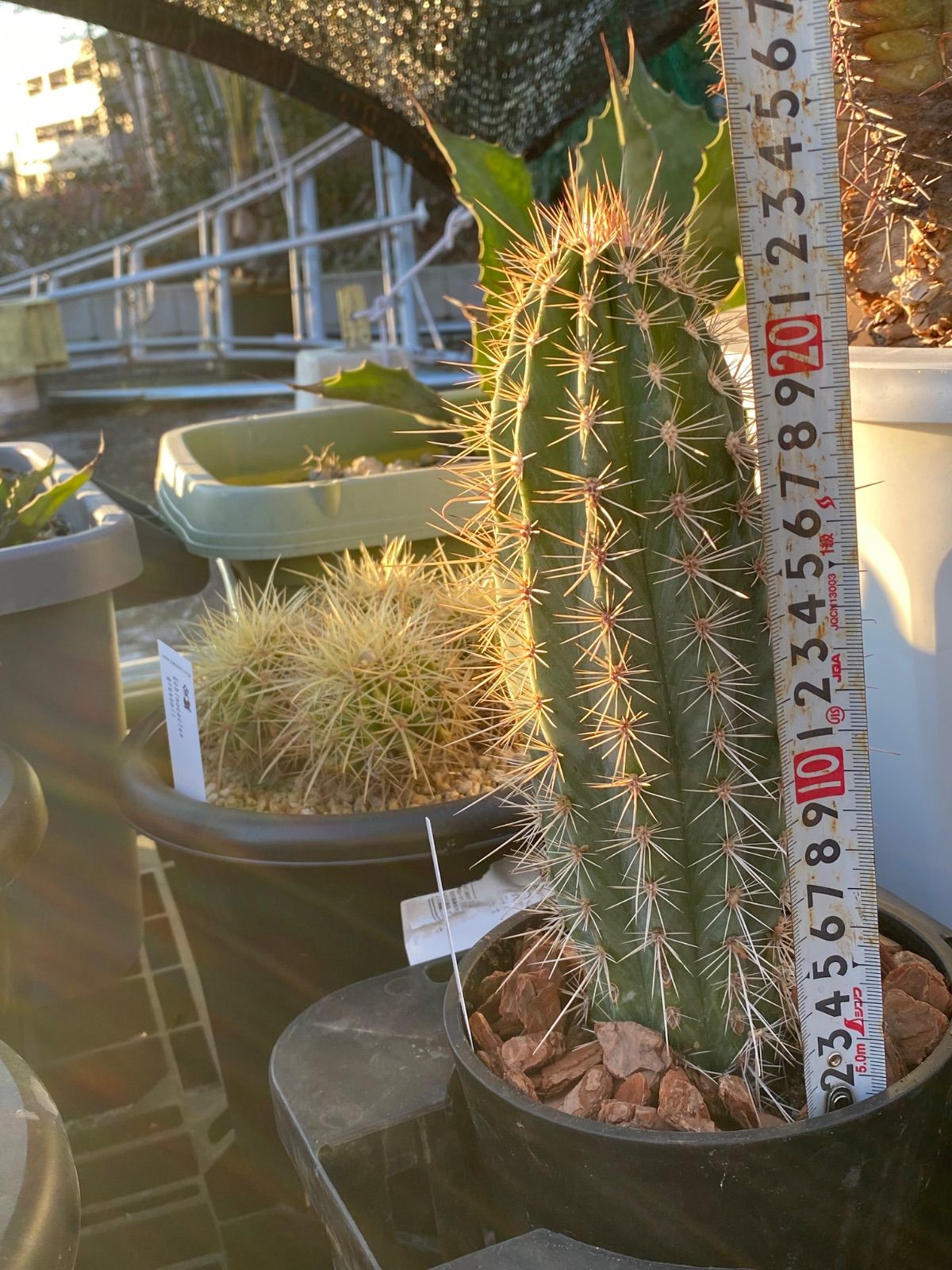 サボテン　武倫柱 33dc38c7ae14cf444b11c8f4d3f817