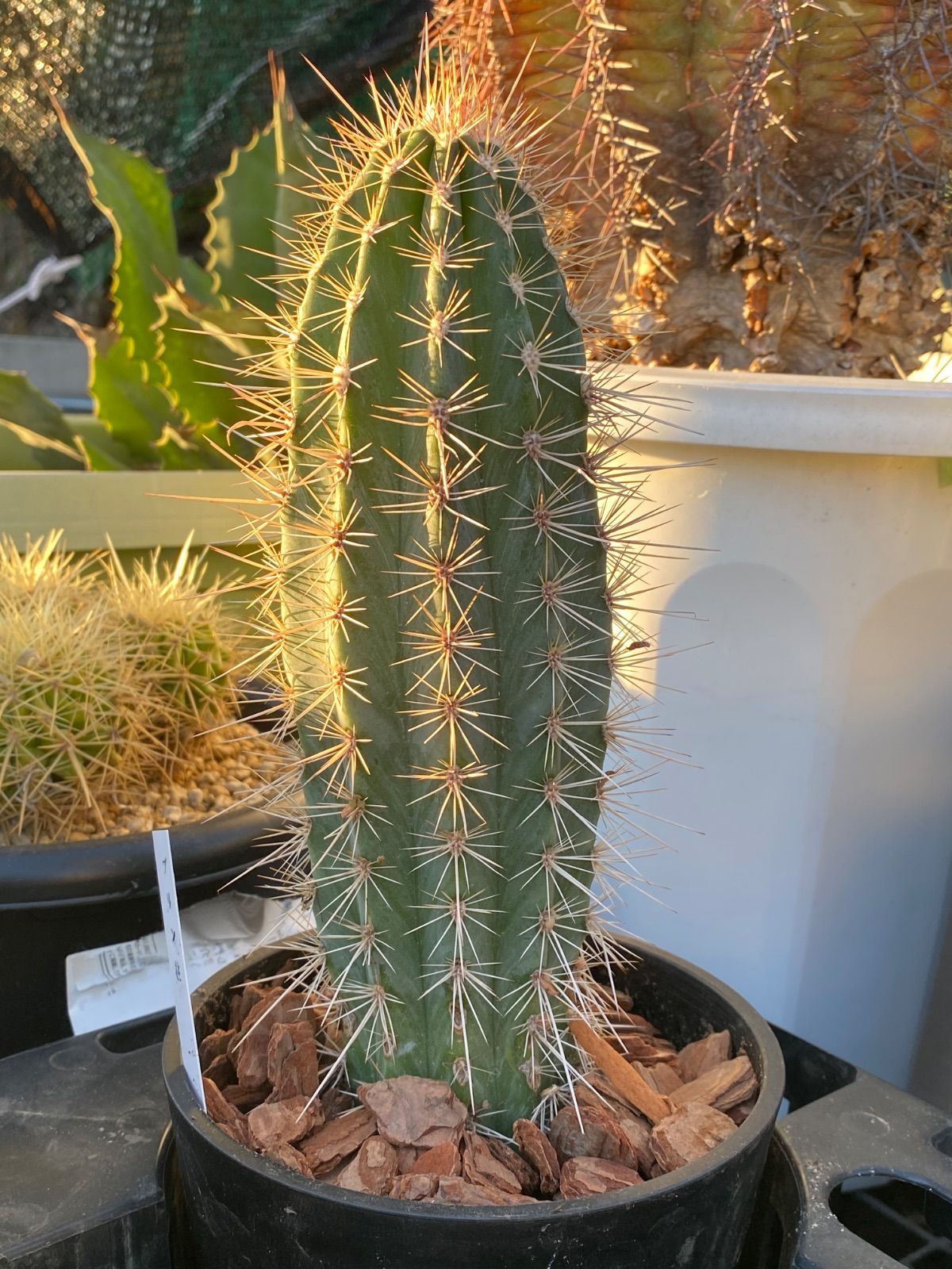 サボテン 武倫柱 ブリンチュウ 4号 - メルカリ