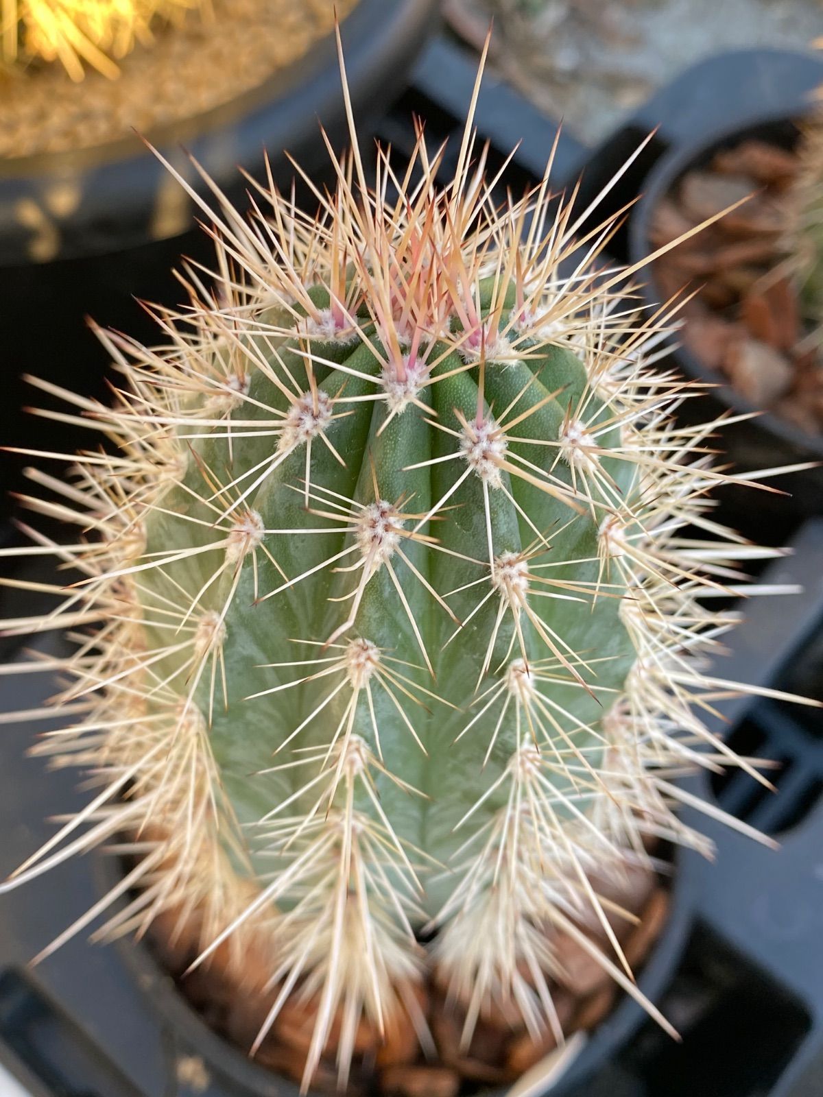 サボテン 武倫柱 ブリンチュウ 4号 - メルカリ