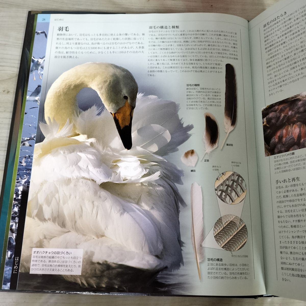世界鳥類大図鑑 | 公式通販 David 大型本 Mike 世界の渡り鳥大図鑑