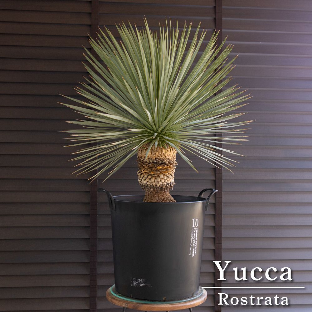 国産 ユッカ ロストラータ Rostrata 10号 細葉タイプ 庭木 観葉植物