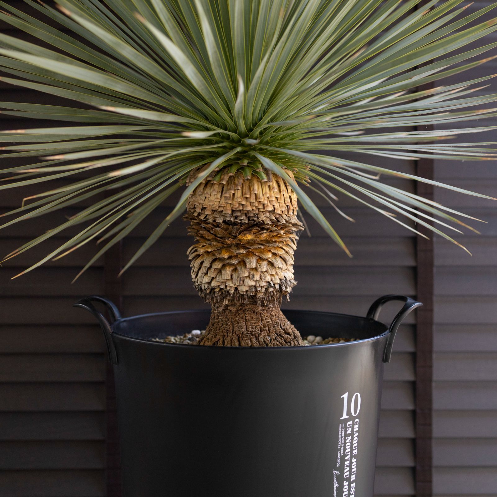 国産 ユッカ ロストラータ Rostrata 10号 細葉タイプ 庭木 観葉植物