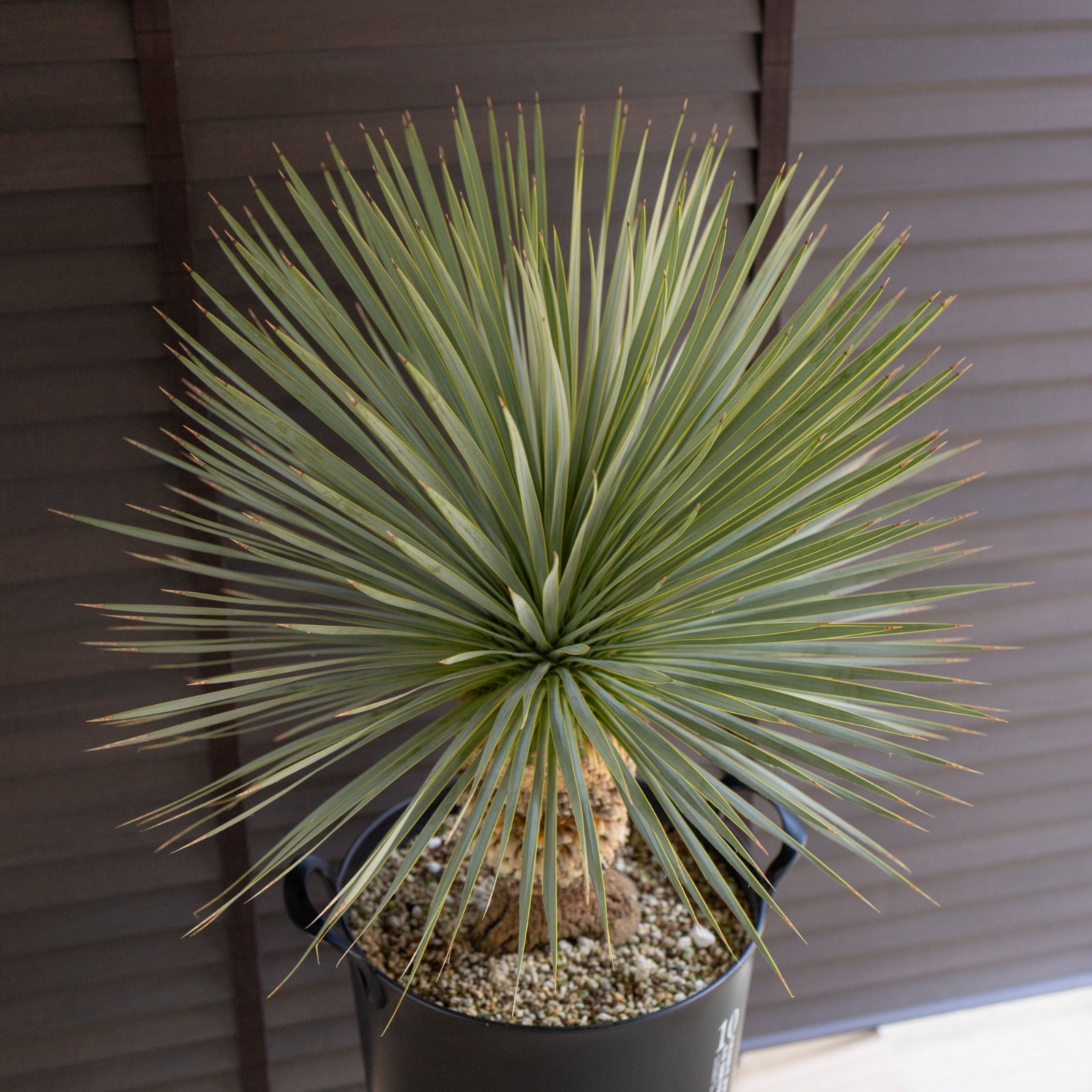 国産 ユッカ ロストラータ Rostrata 10号 細葉タイプ 庭木 観葉植物