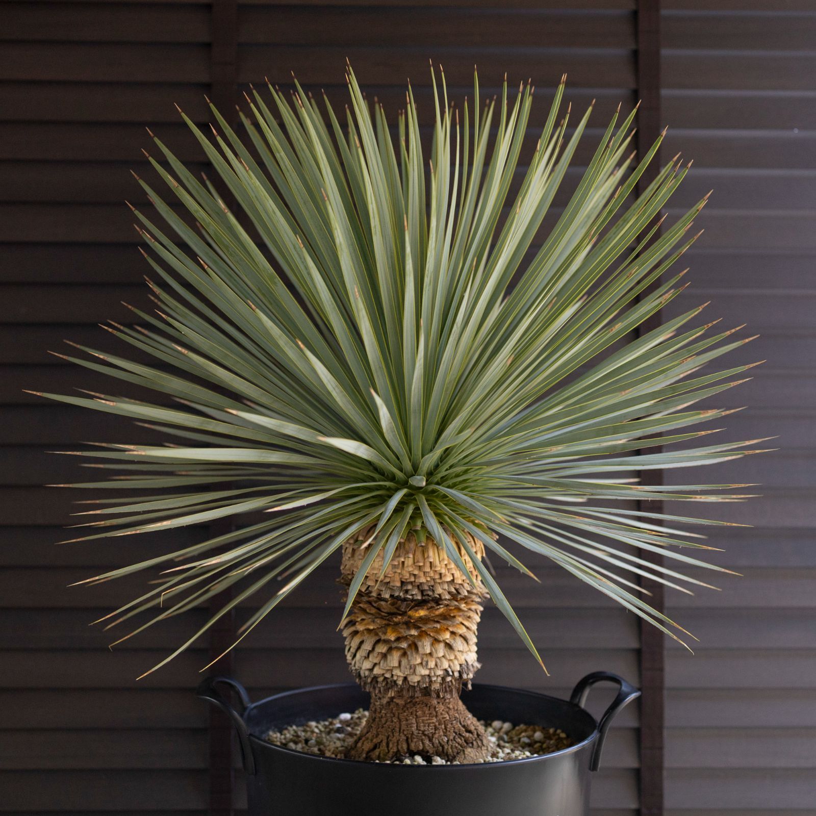 国産 ユッカ ロストラータ Rostrata 10号 細葉タイプ 庭木 観葉植物