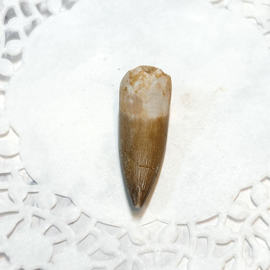 E17448】プレシオサウルス 歯化石 Plesiosaurus tooth - メルカリ