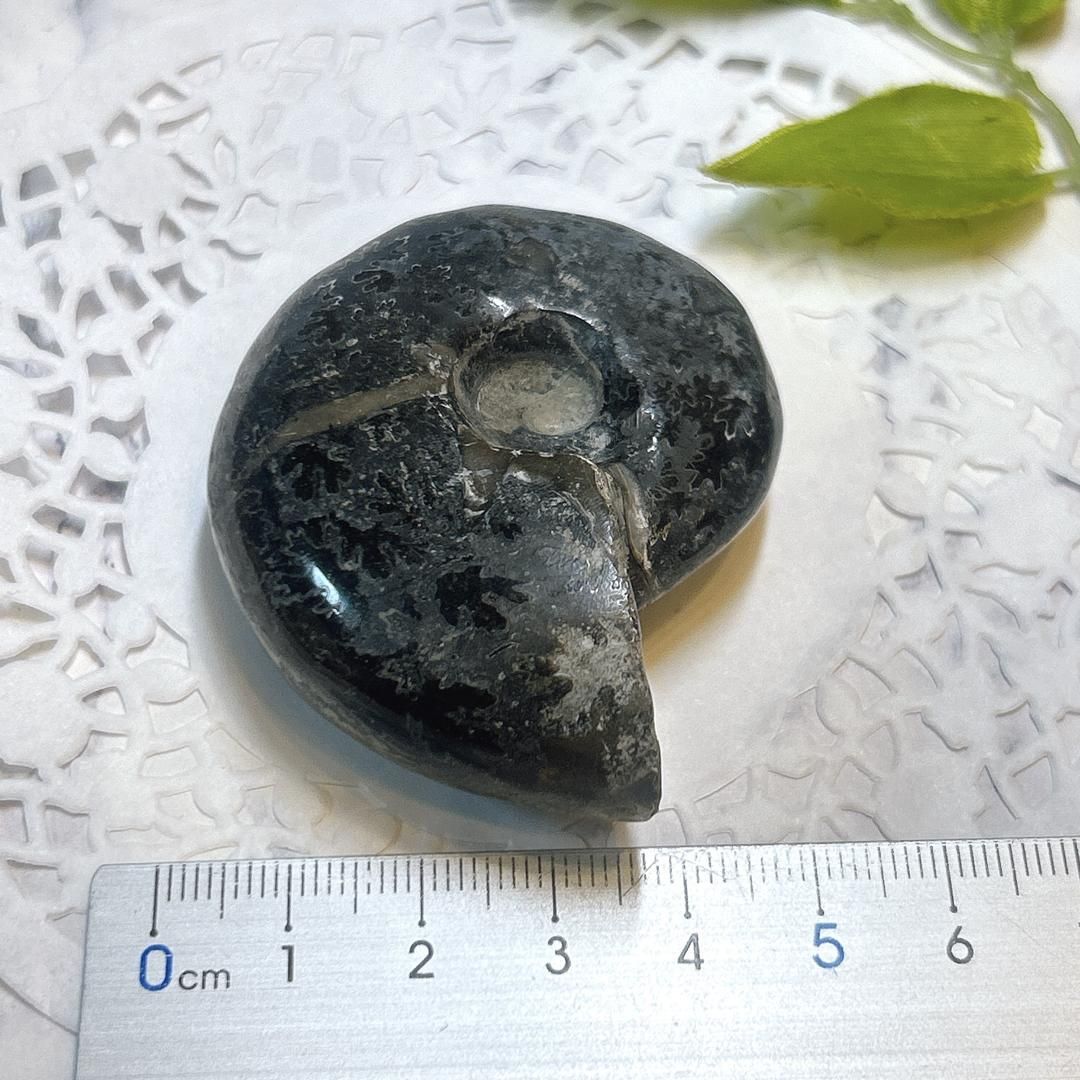 E17460】ブラックアンモナイト 中生代白亜紀 マダガスカル 磁赤鉄鉱