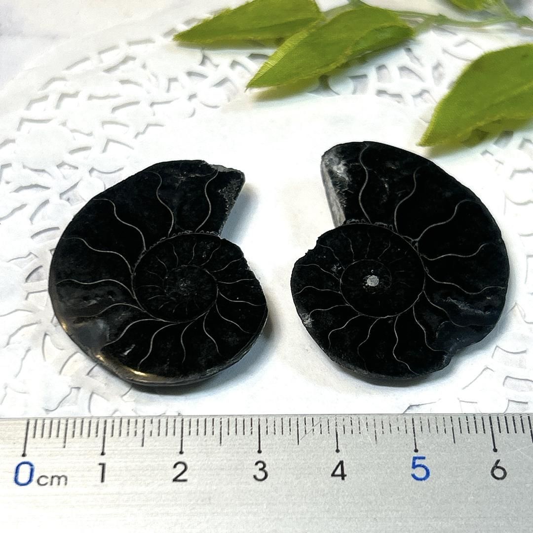 E17466】ブラックアンモナイト アンモナイト 黒い マダガスカル 赤鉄鉱