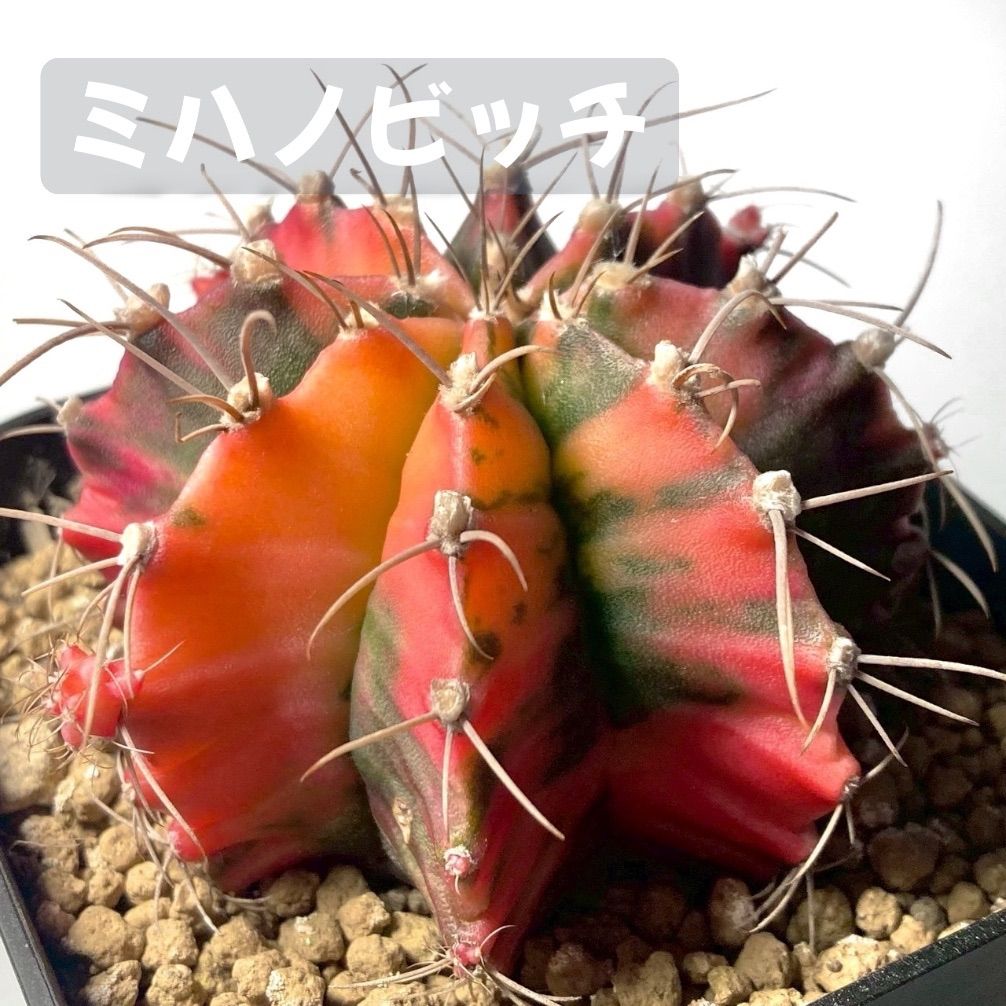 サボテン　ギムノカリキウム ミハノビッチ　鉢ごと発送